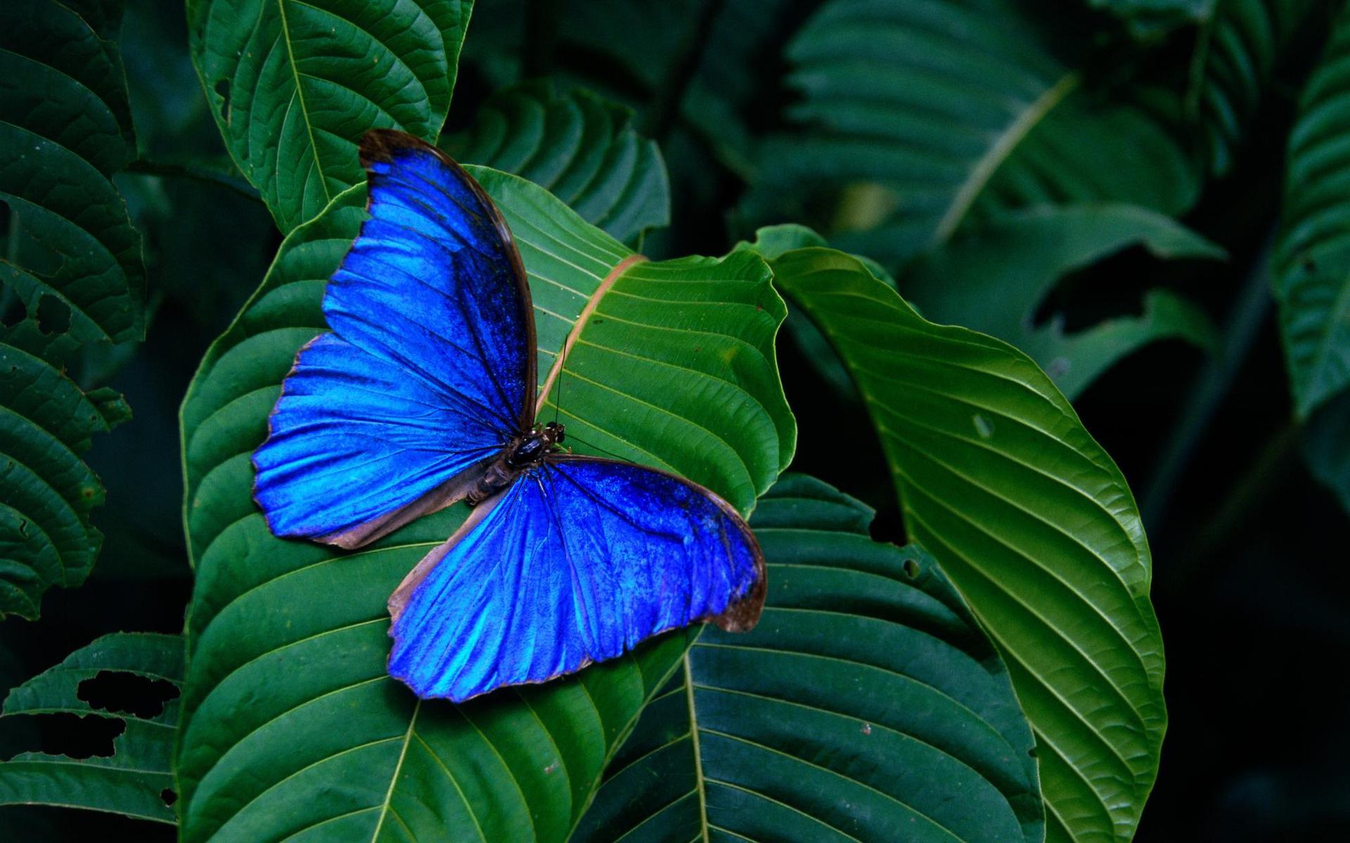 Blue Morpho Butterfly HD Wallpaper