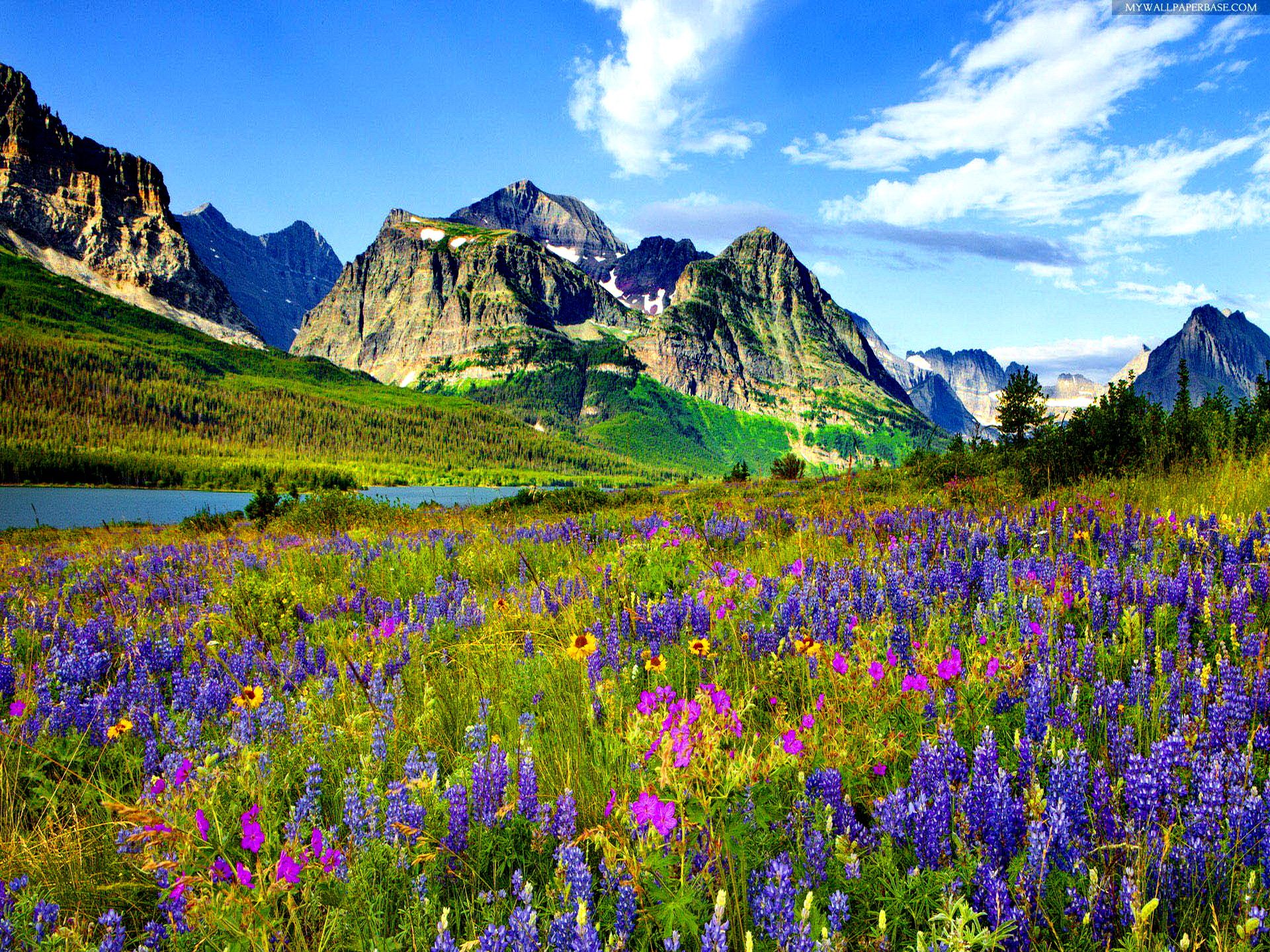 Mountain flowers. Mountain Flowers. Spring landscape, Blue and purple flowers, Landscape
