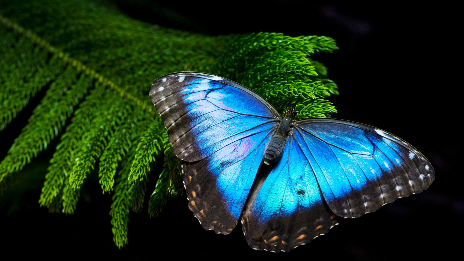 Morpho Butterfly Wallpaper for Desktop Background Wallpaper. Wallpaper Download. High Resolution Wallpaper