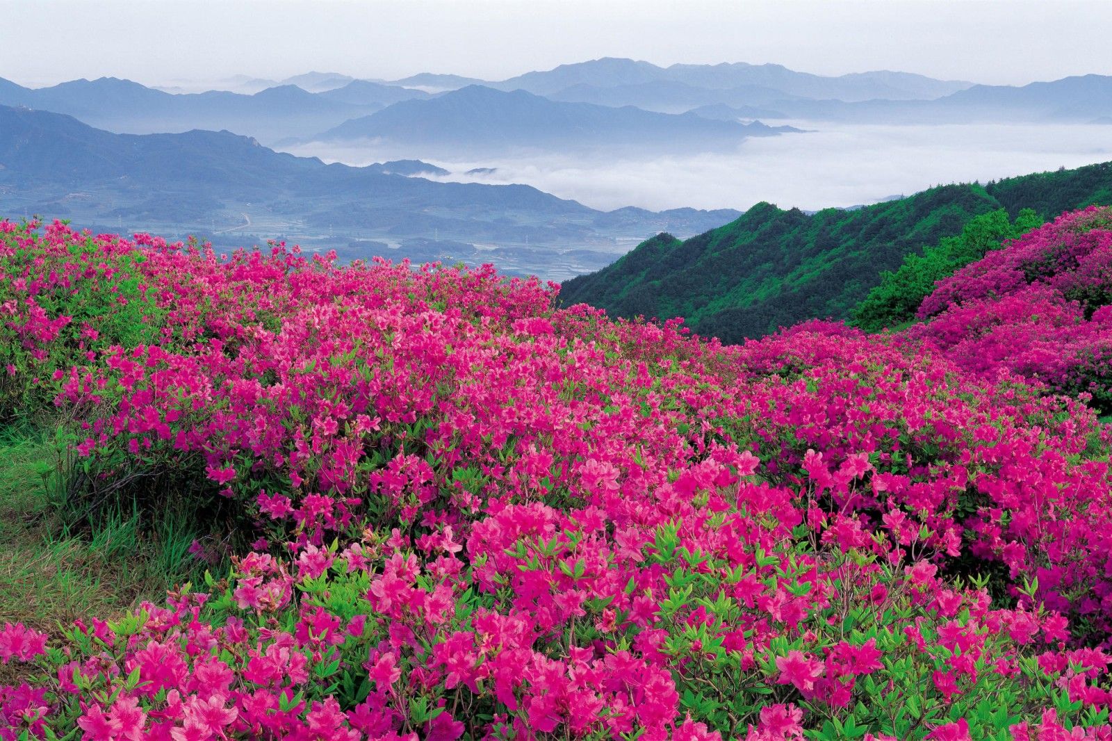 Blue Ridge Parkway. Beautiful flowers photography, Beautiful flowers wallpaper, Beautiful flowers