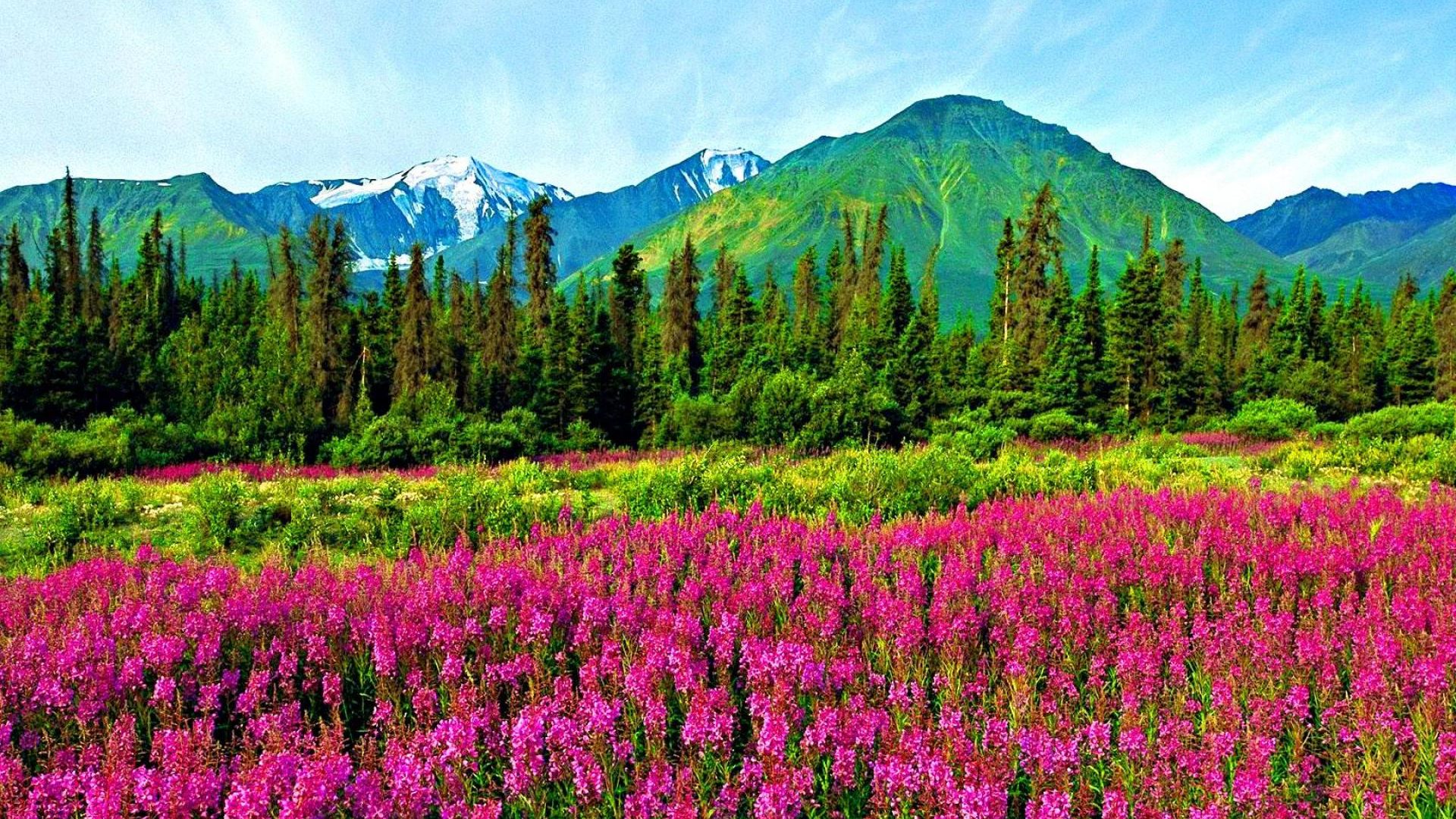 Natural landscape violet mountain flowers pine tree mountai