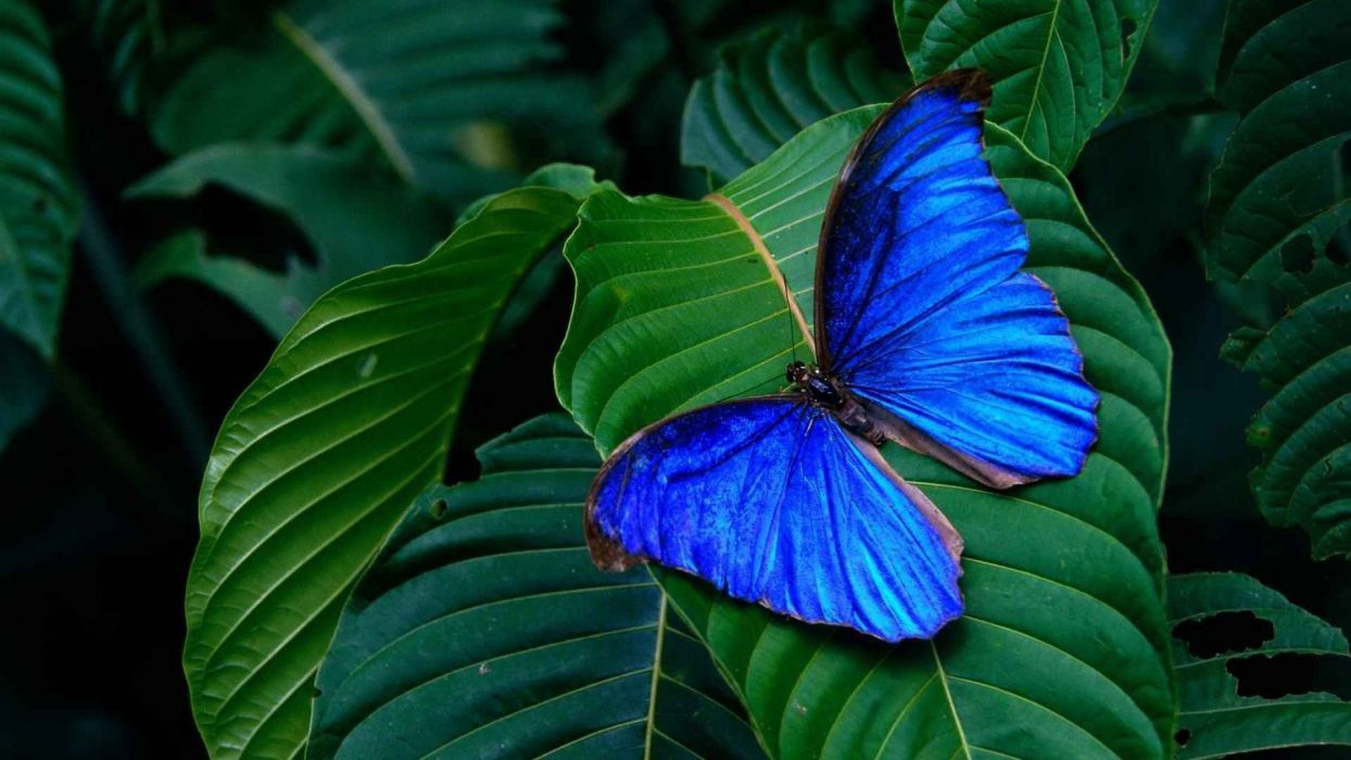 Blue morpho lepidoptera butterflies wallpaperx1080