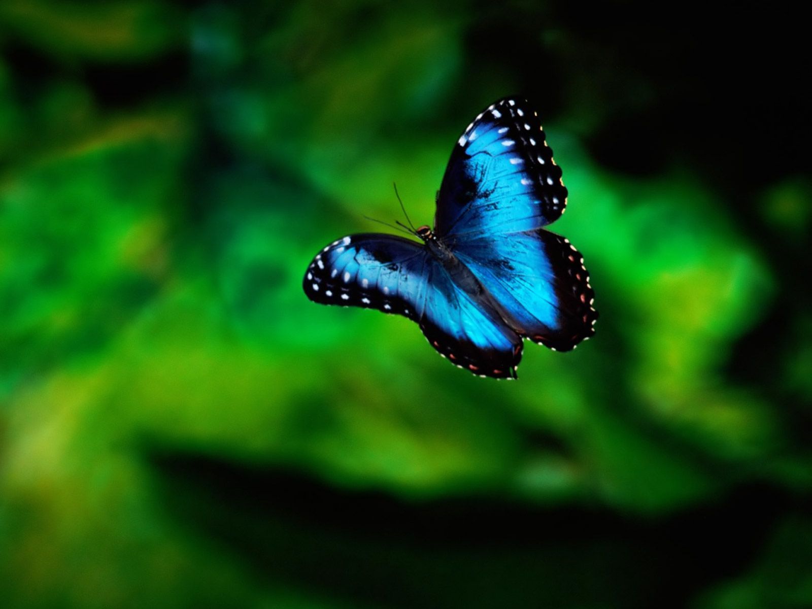 Blue Butterfly HD Wallpaper Free Blue Butterfly HD Background