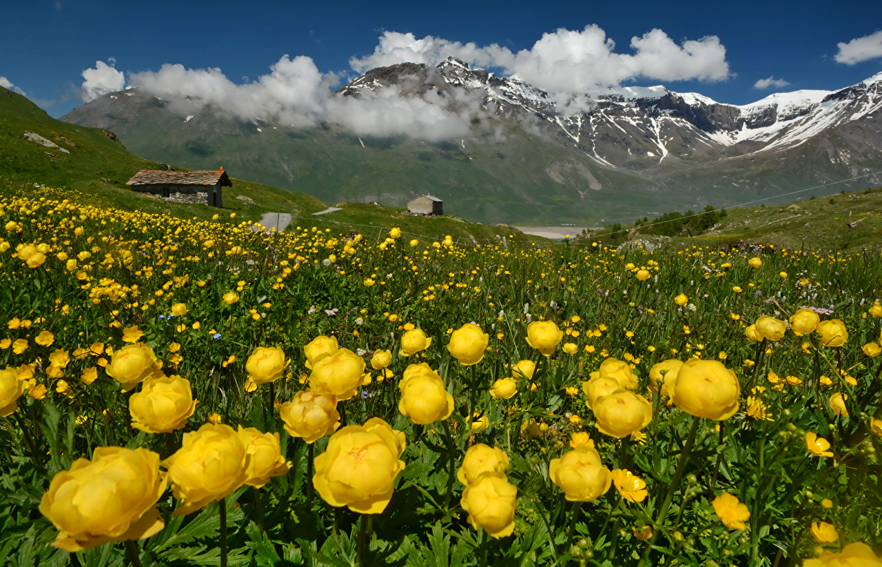 Desktop Wallpaper Alps France Nature Mountains flower Ranunculus