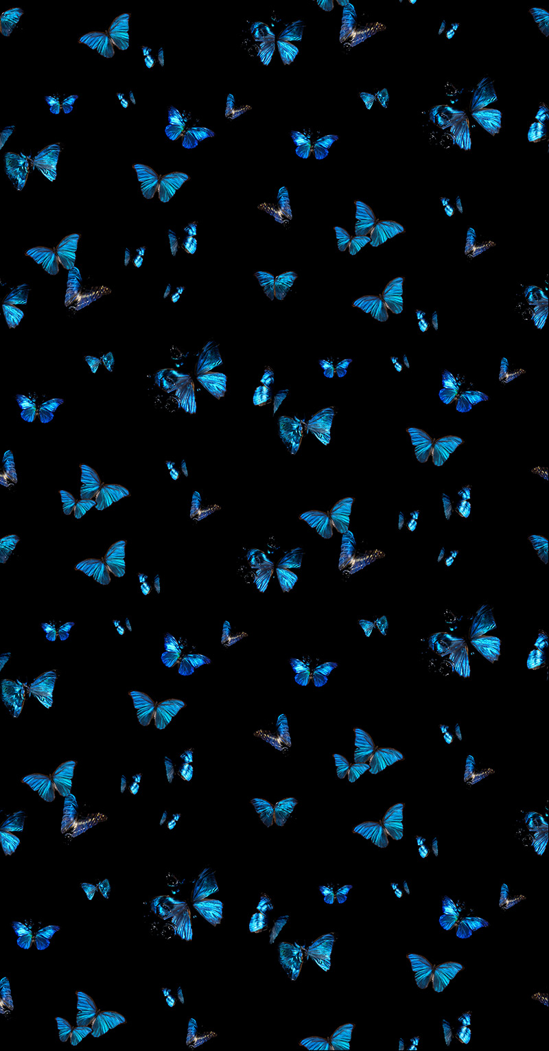 A studio designed Morpho Peleides & Amathonte Butterfly Wallpaper in flock Silk finish with a pearl ink layer