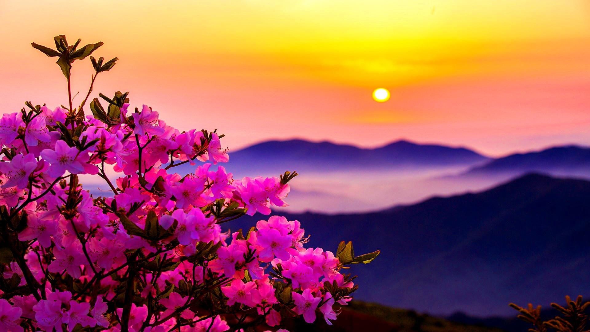 morning #flower #pink #sunset #sun #mountains #flowers P #wallpaper #hdwallpaper #desktop. Sunset, Sunset wallpaper, Beautiful background