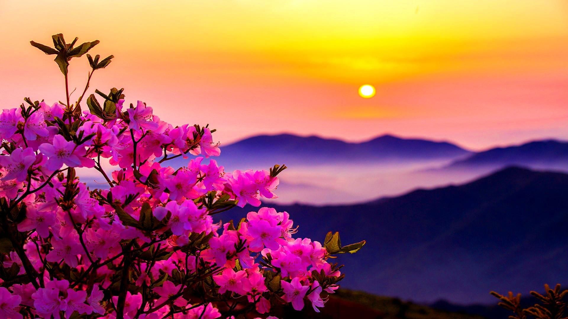 Mountain Flowers Wallpapers Wallpaper Cave