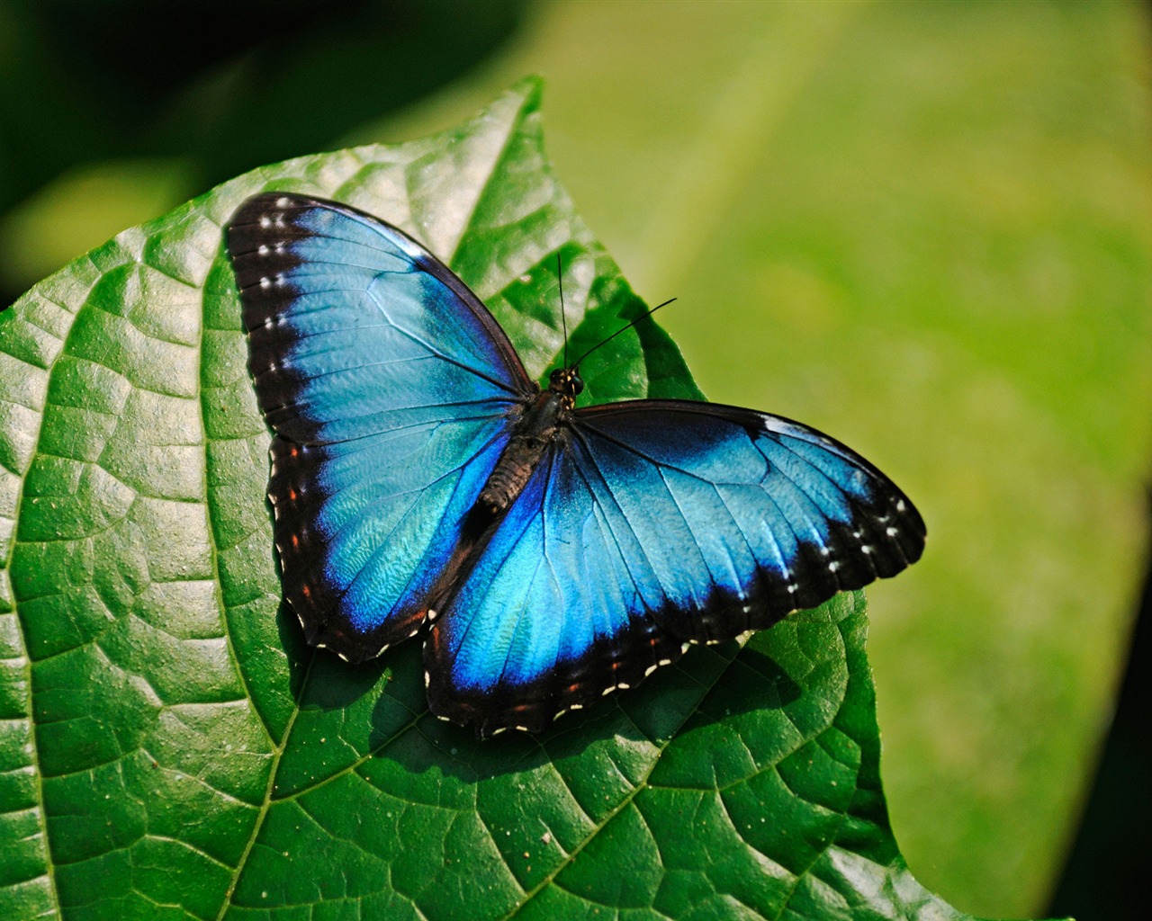 Blue Morpho Butterfly High Quality HD Wallpaper