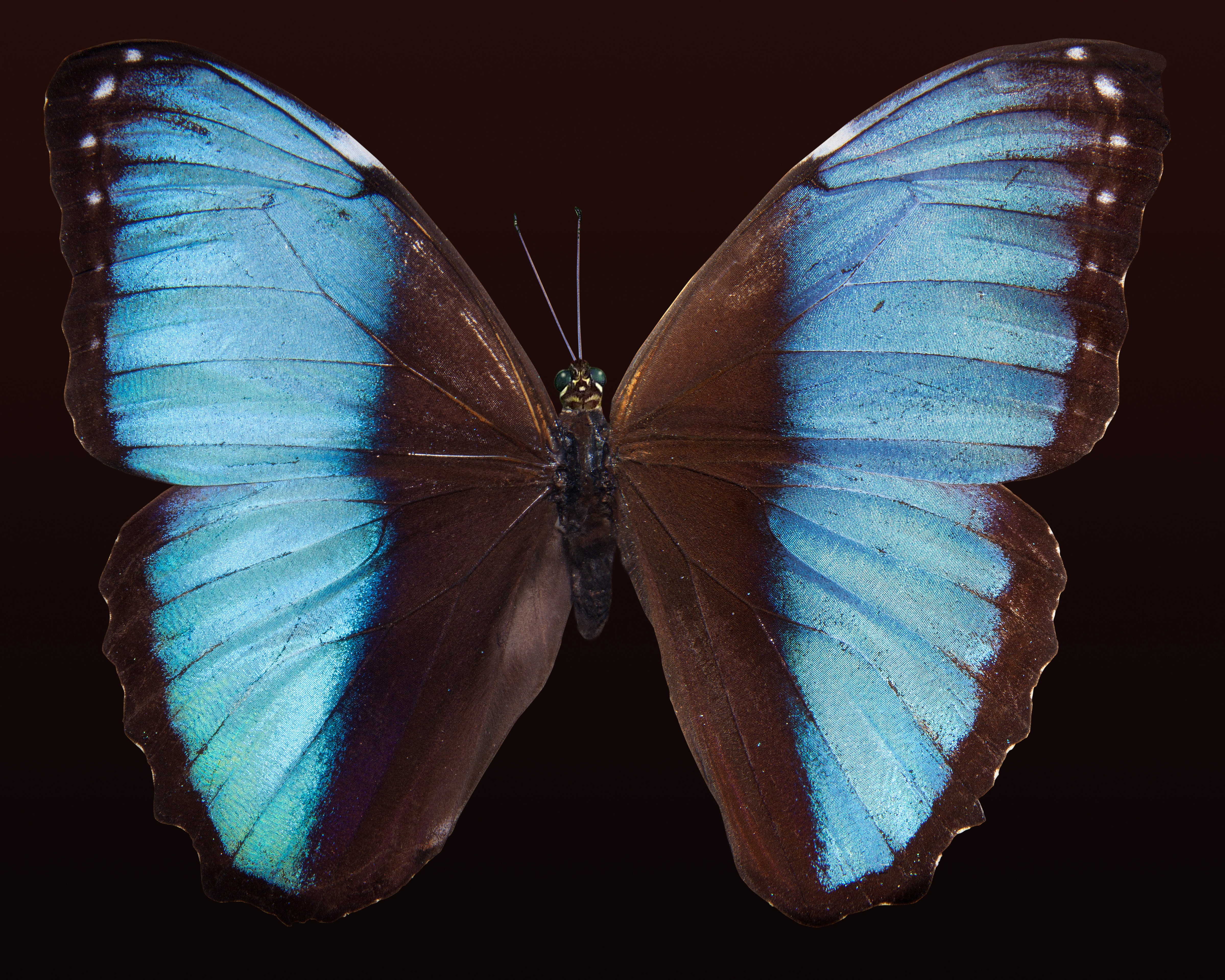 Blue Morpho Butterfly · Free