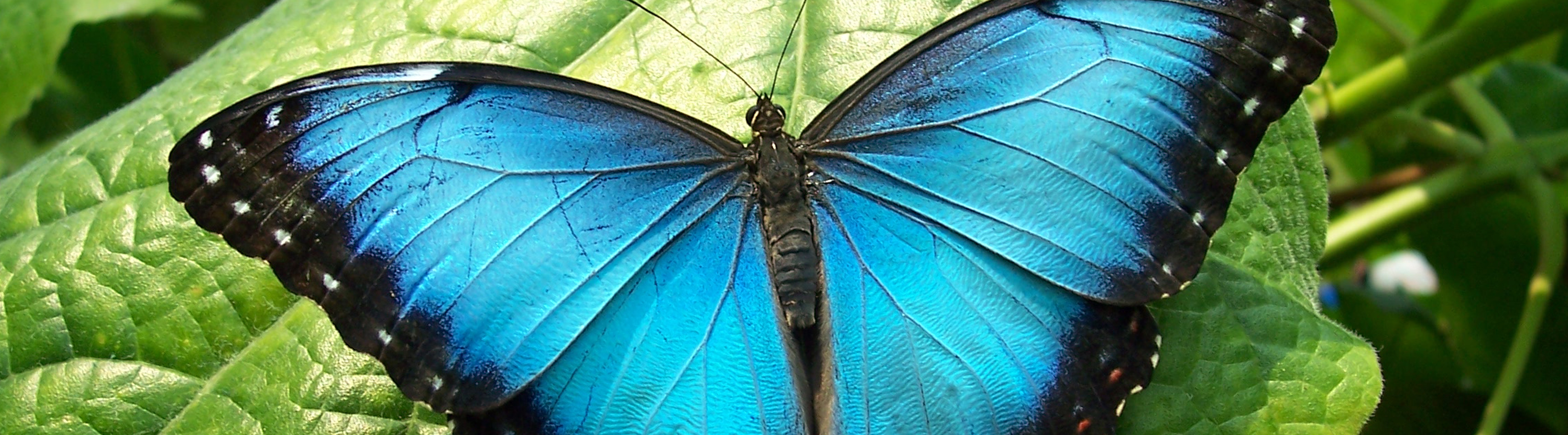 Blue Morpho Butterfly Butterfly Photography
