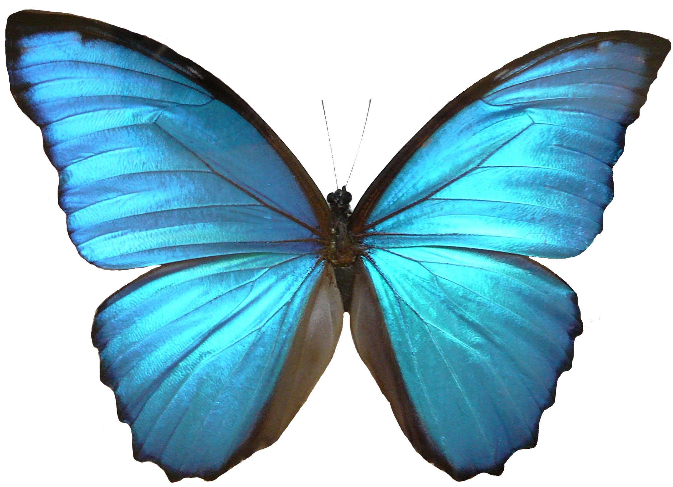 blue butterfly. Blue morpho butterfly, Blue morpho, Morpho butterfly