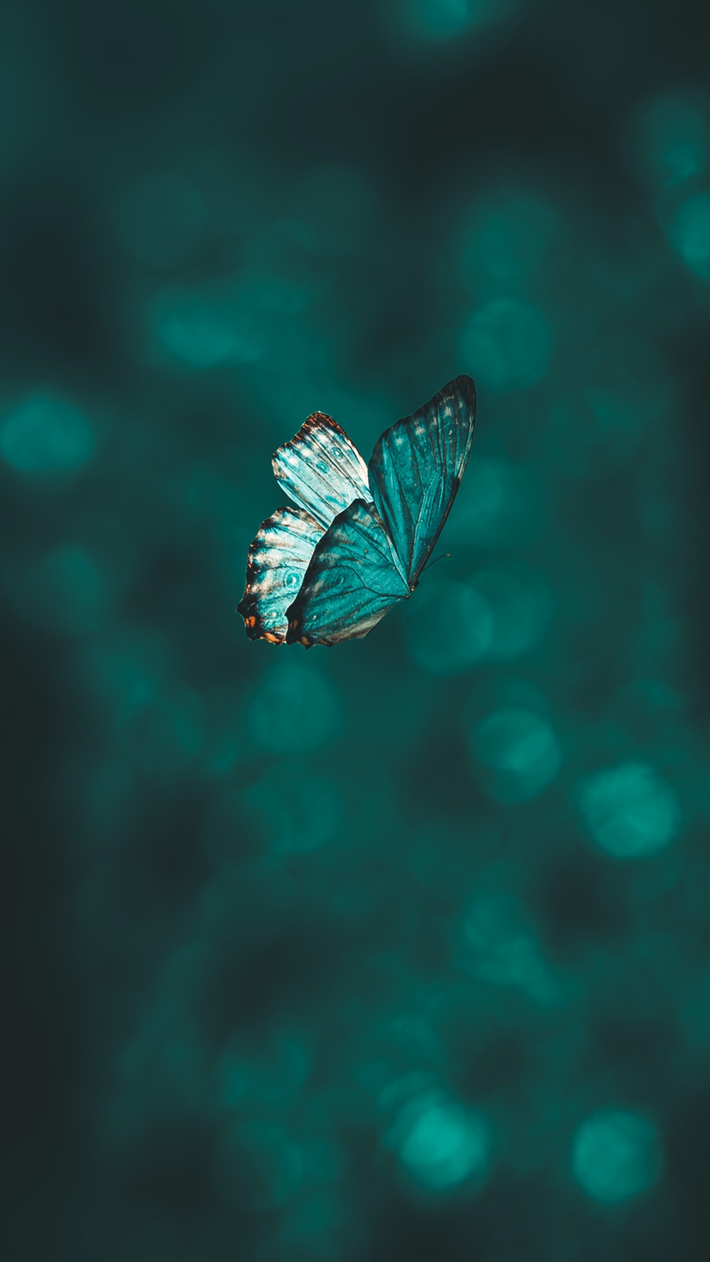 Blue Butterfly Picture. Download Free Image
