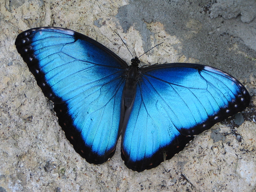Blue Morpho At The Butterfly Rainforest. Taken On 2 6 2005