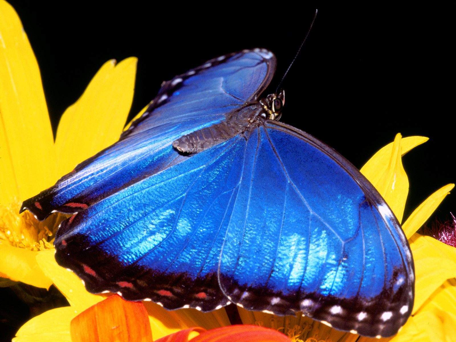 Free download Blue Morpho Butterfly Wallpaper HD [1600x1200] for your Desktop, Mobile & Tablet. Explore Blue Butterfly Wallpaper. Butterfly HD Wallpaper, Beautiful Butterfly Wallpaper for Desktop, Butterfly Wallpaper for Laptop