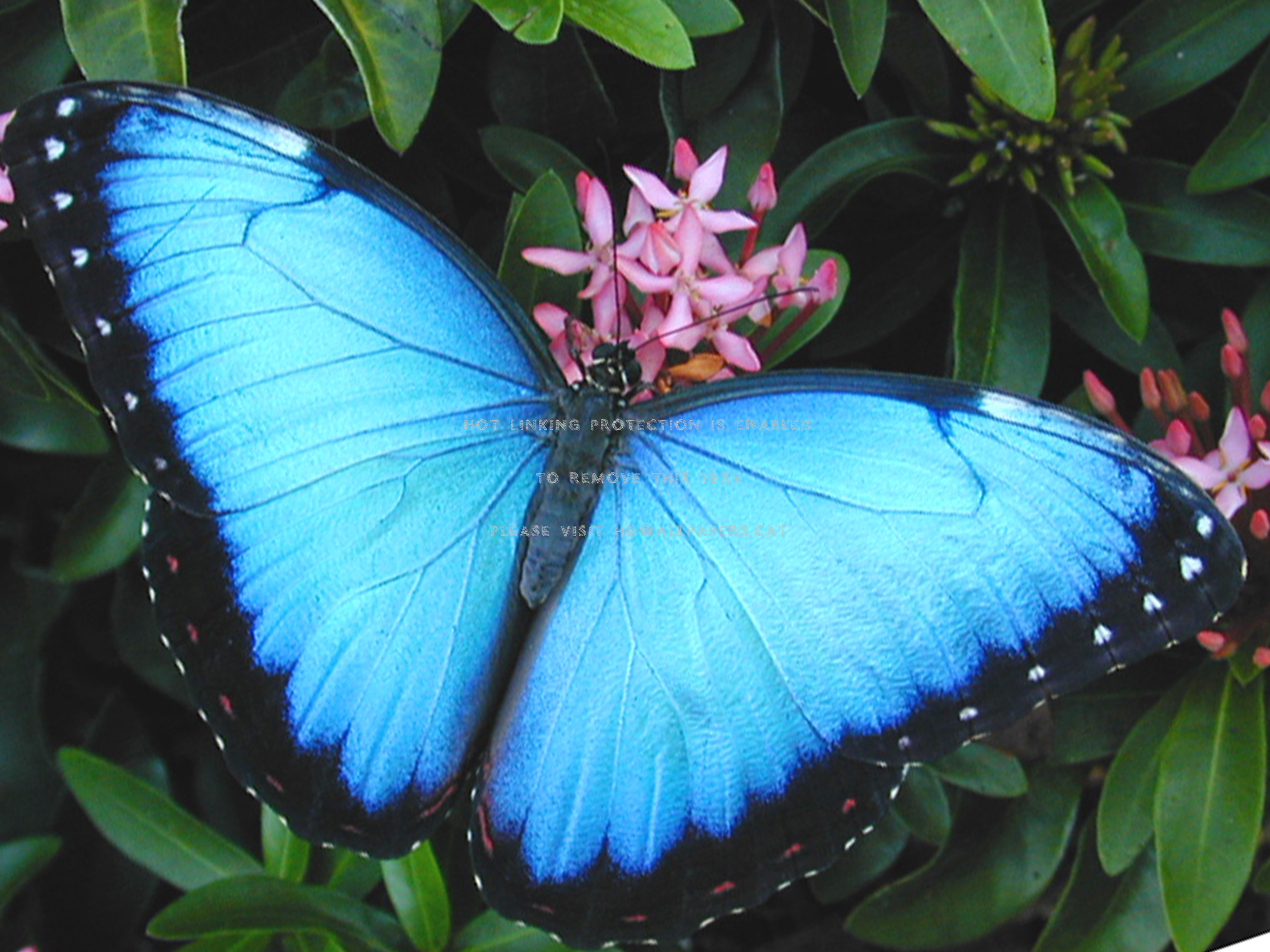 common blue morpho butterfly insect animals