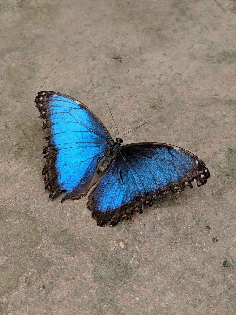 Blue Butterfly Picture. Download Free Image
