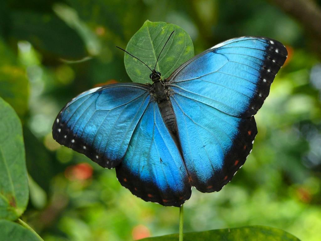 Blue Morpho Butterfly HD Desktop Wallpaper 20746