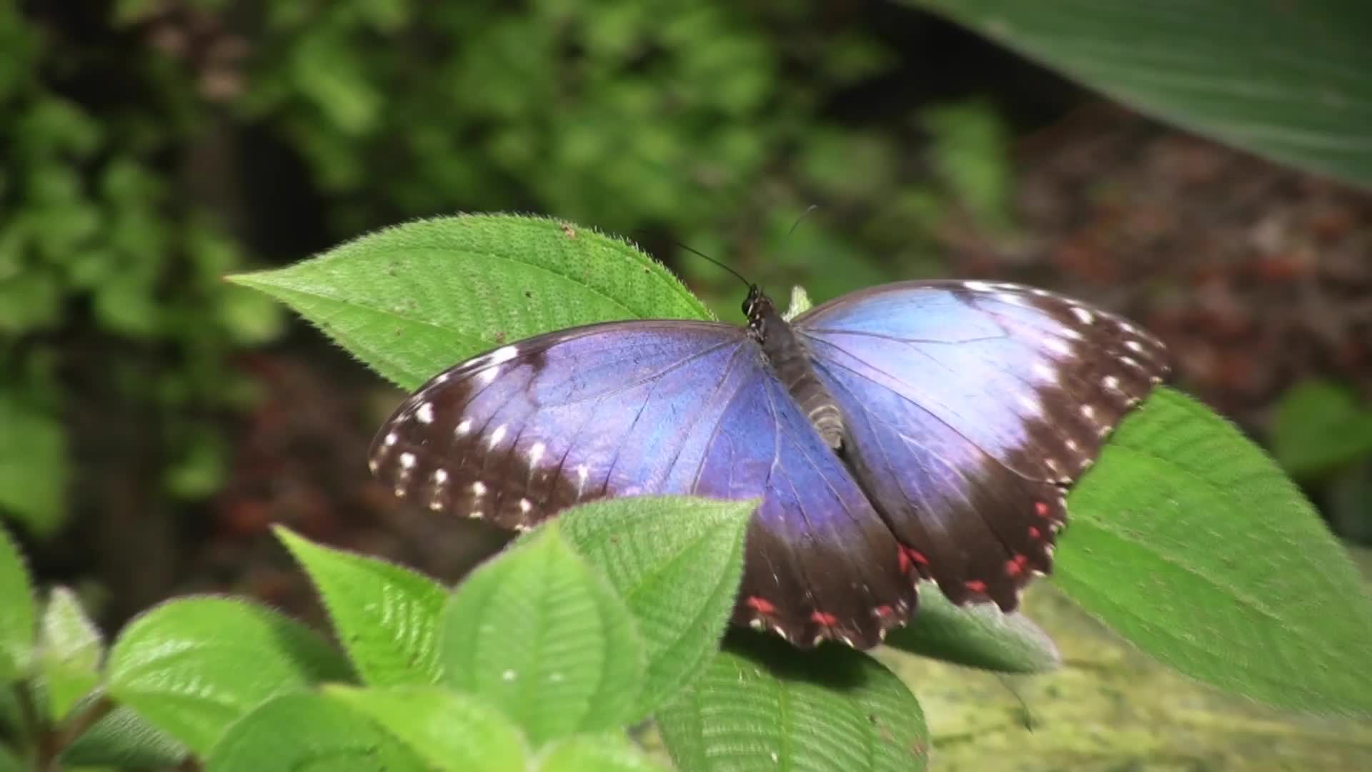 Watch How the Morpho Butterfly Can Be Blue But Also Not Really Blue