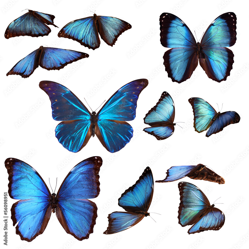 Collection Of Blue Morpho Butterflies Wall Mural. Wallpaper Murals JPS