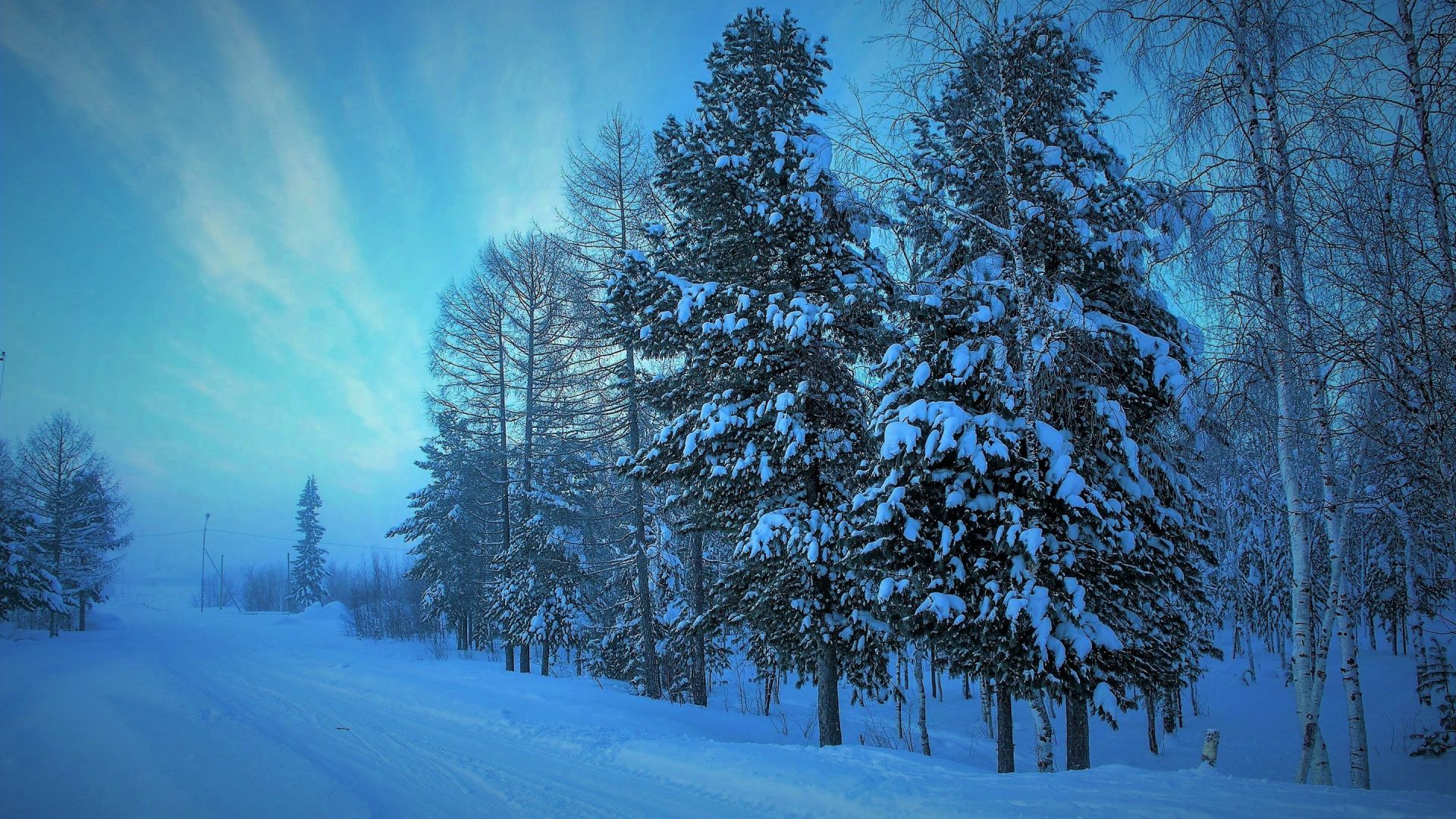 Winter Snowfall Tree Wallpapers - Wallpaper Cave