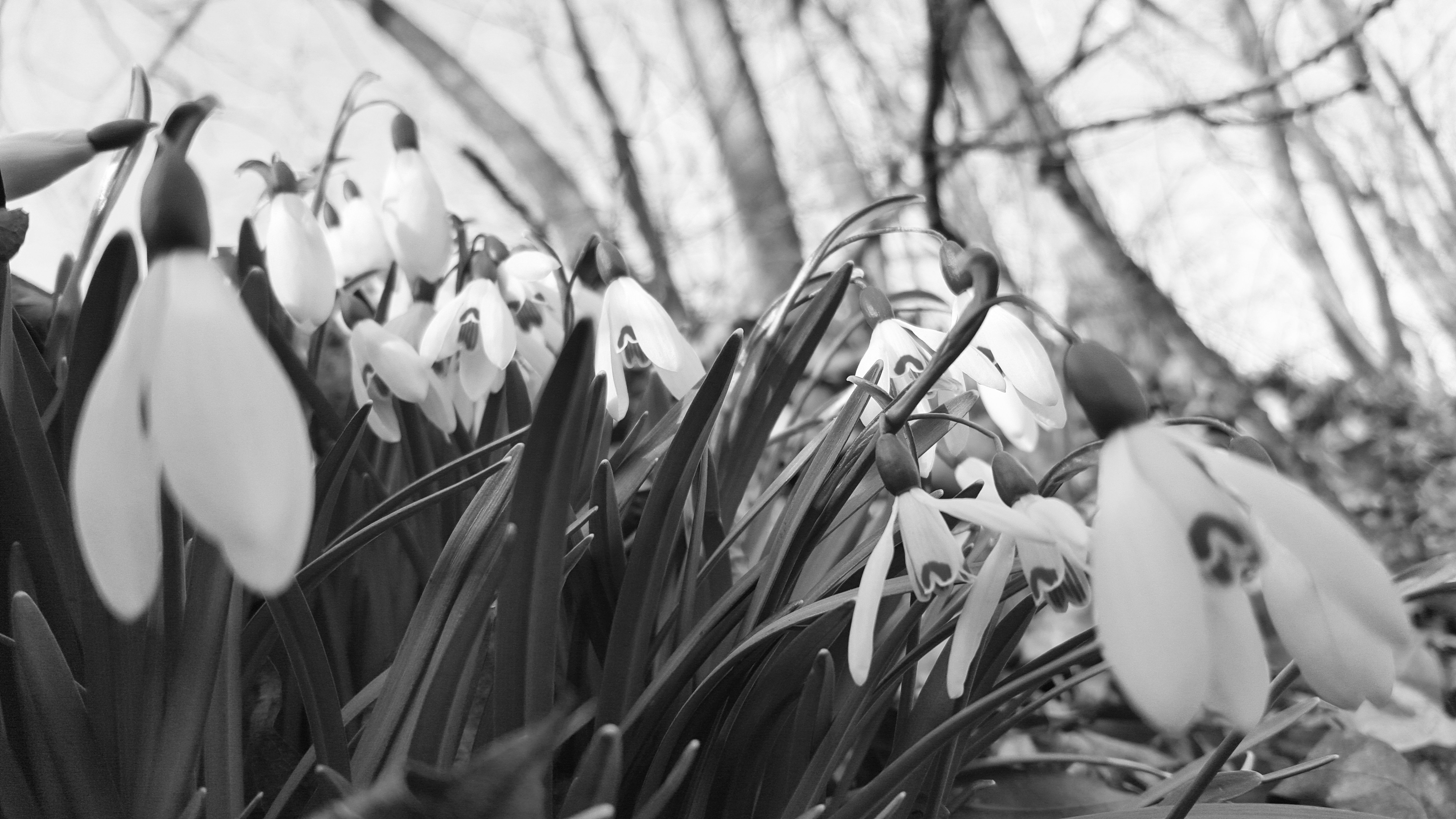 Early Spring Flowers 4K wallpaper