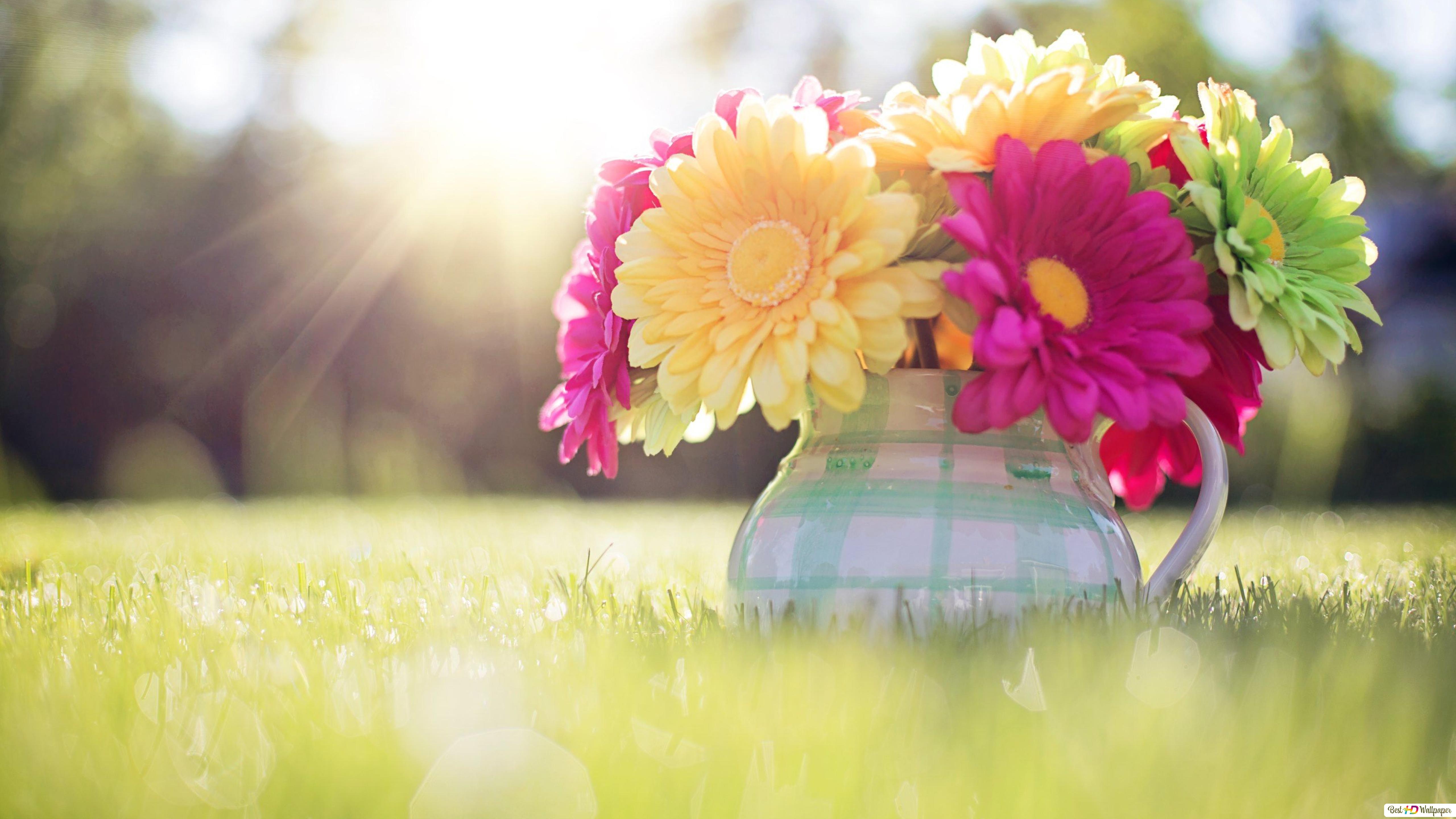 Flowers in pots on the lawn in spring HD wallpaper download
