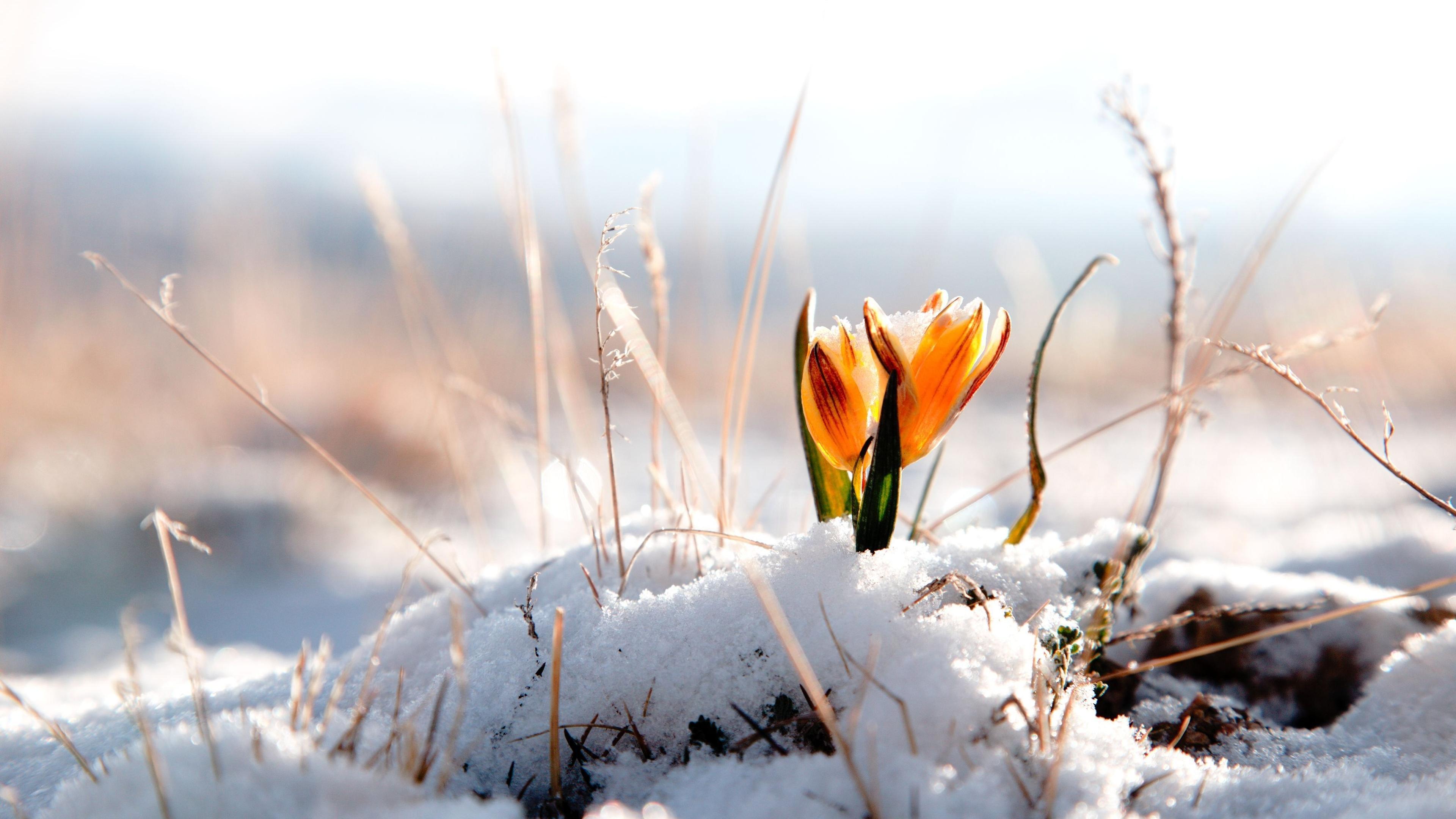 Yellow spring flower in the snow