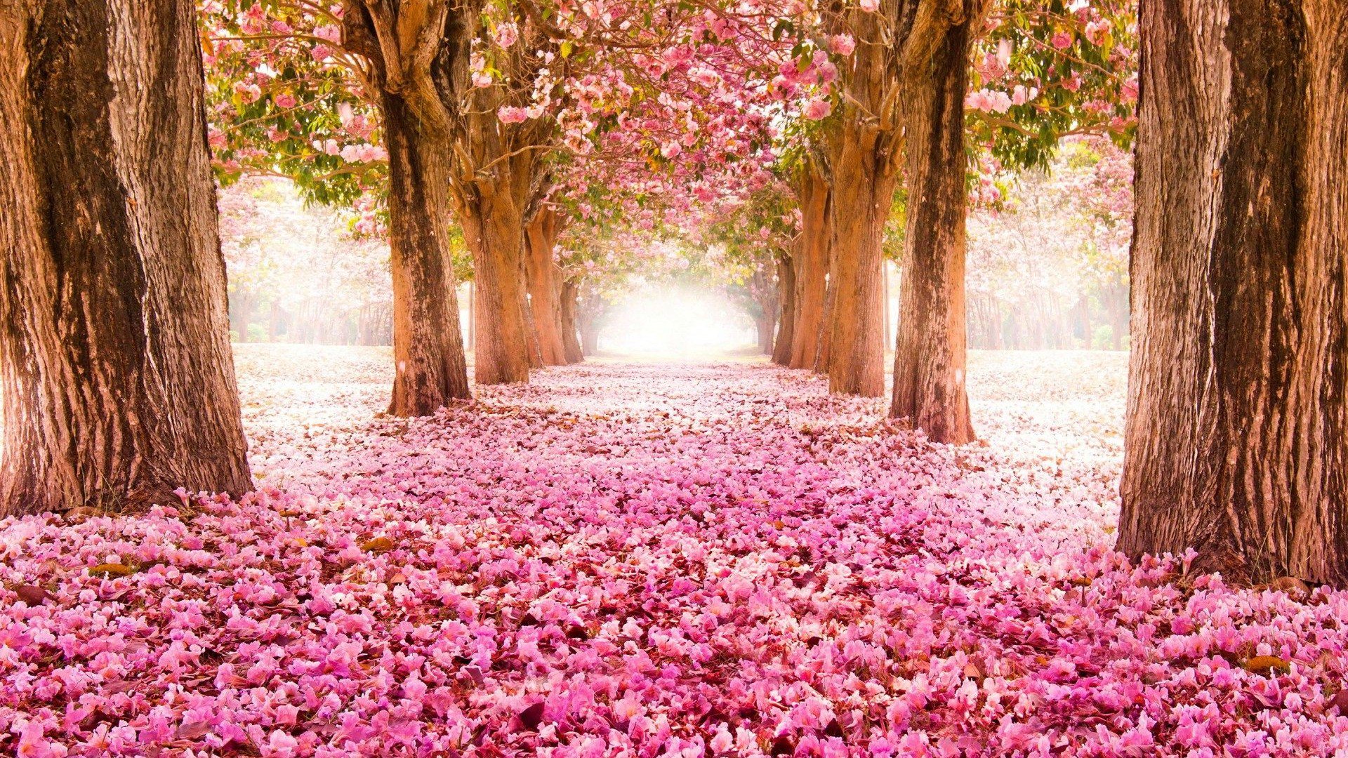 Wallpaper Cute Wallpaper Spring #SpringWallpaper #PC #Spring