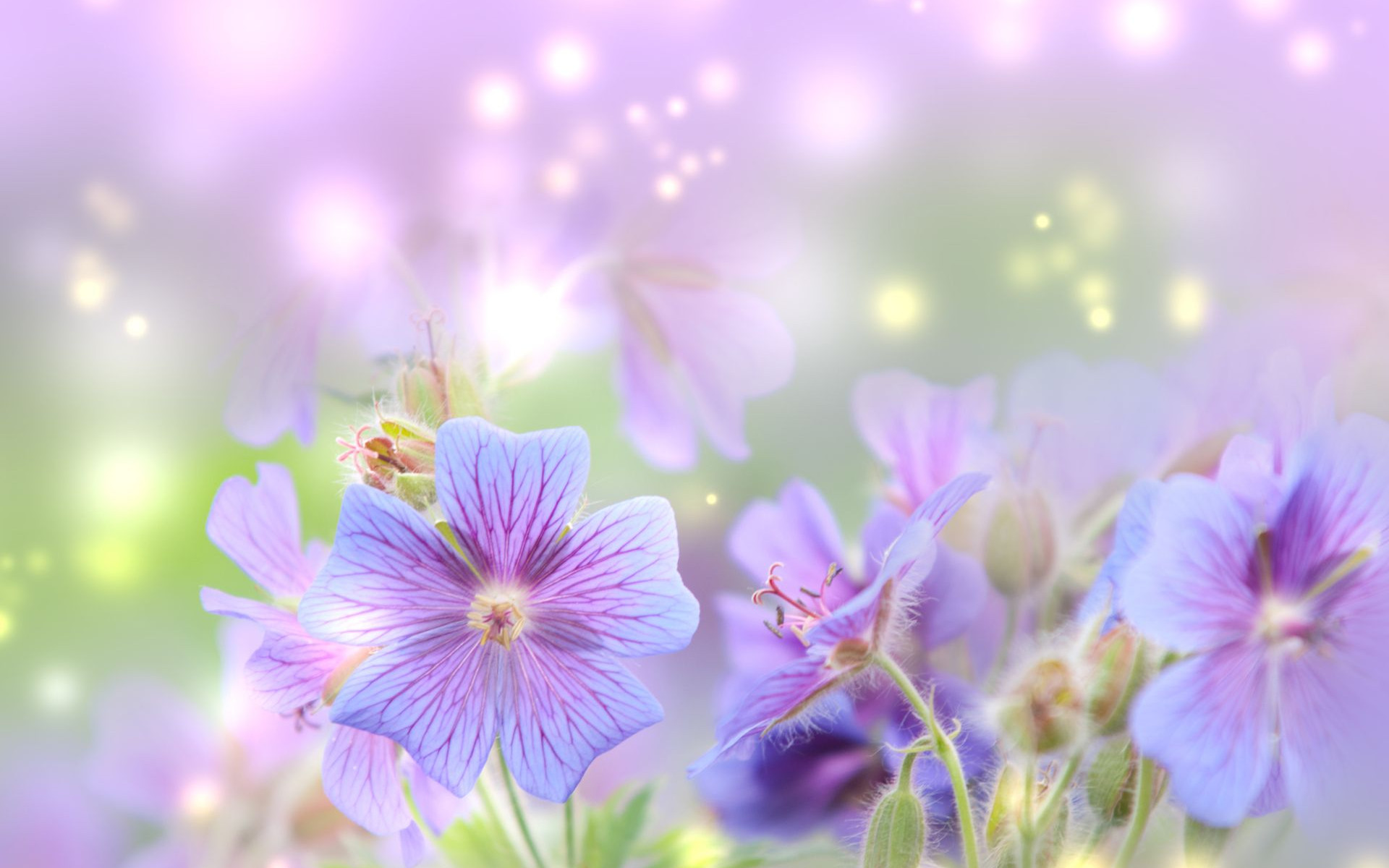 Spring HD Wallpaper 62002