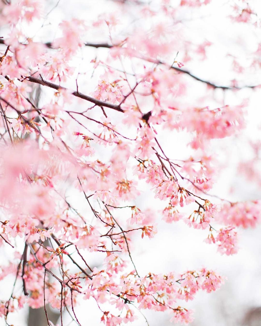 Aesthetic Spring Pink Wallpapers - Wallpaper Cave