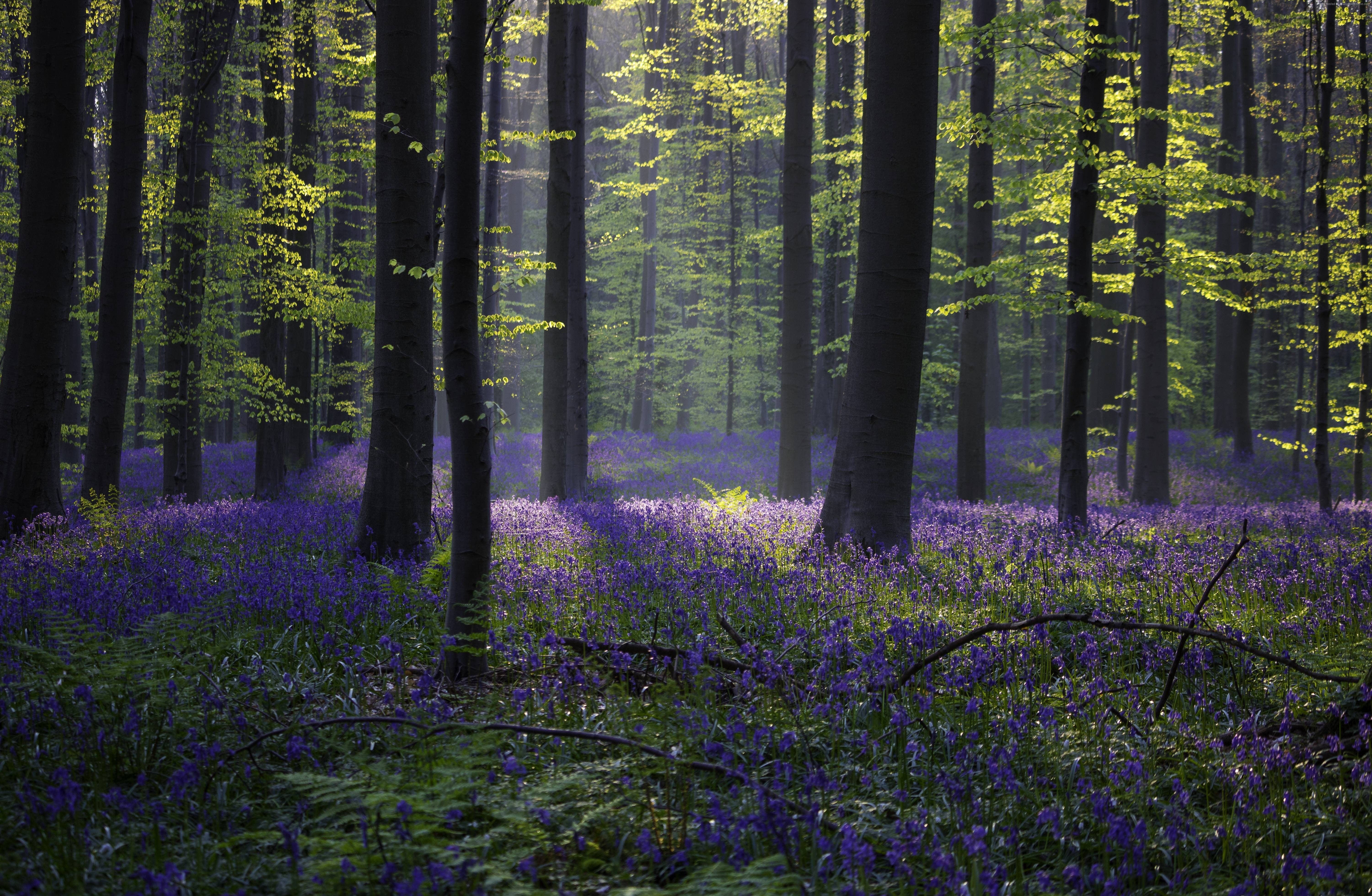 4k K #Halle #forest #spring #bluebell #Belgium #sunlight K #wallpaper #hdwallpaper #desktopk background, Forest background, Bluebells