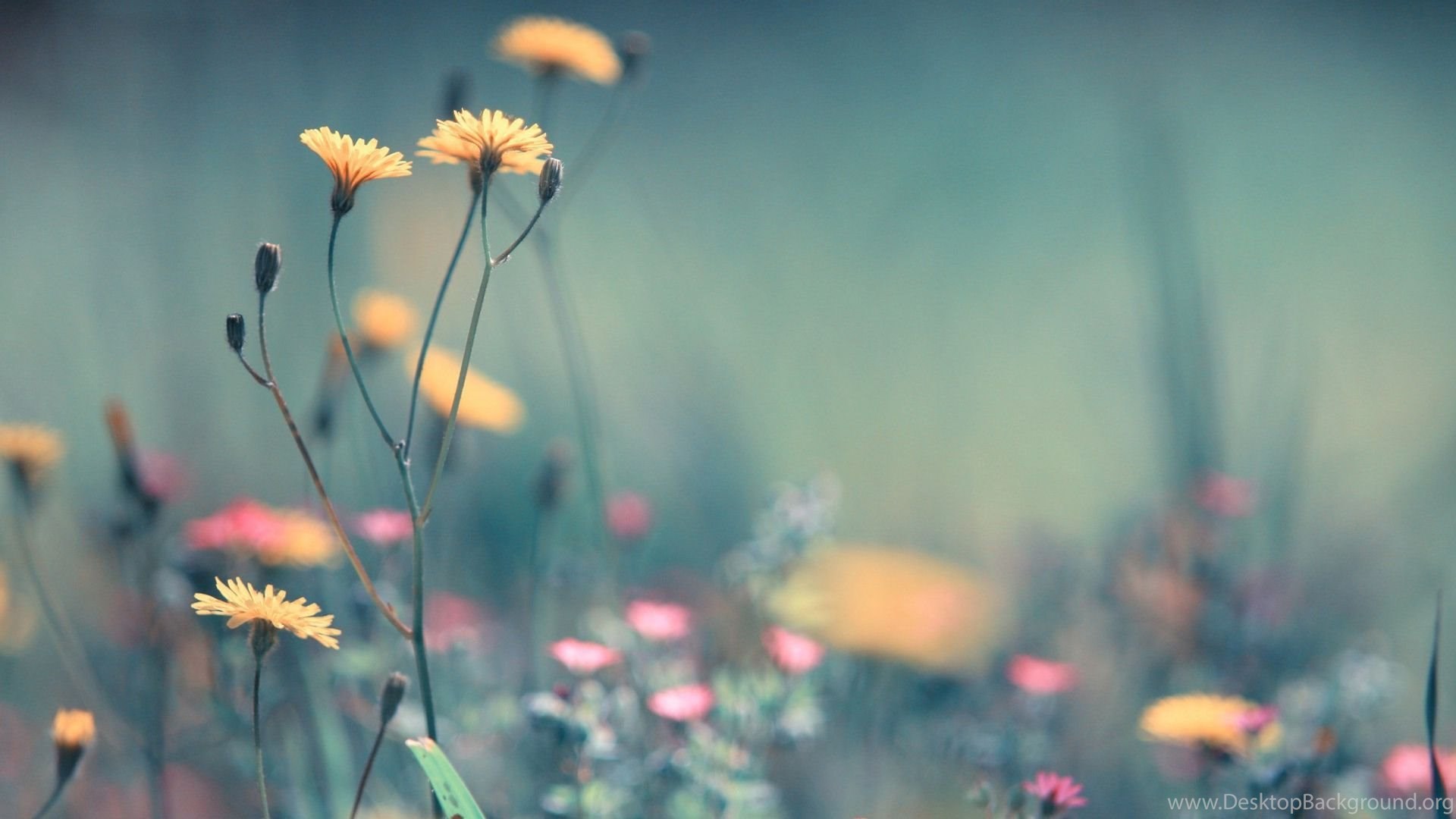 Spring HD Wallpaper 1080p Desktop Background