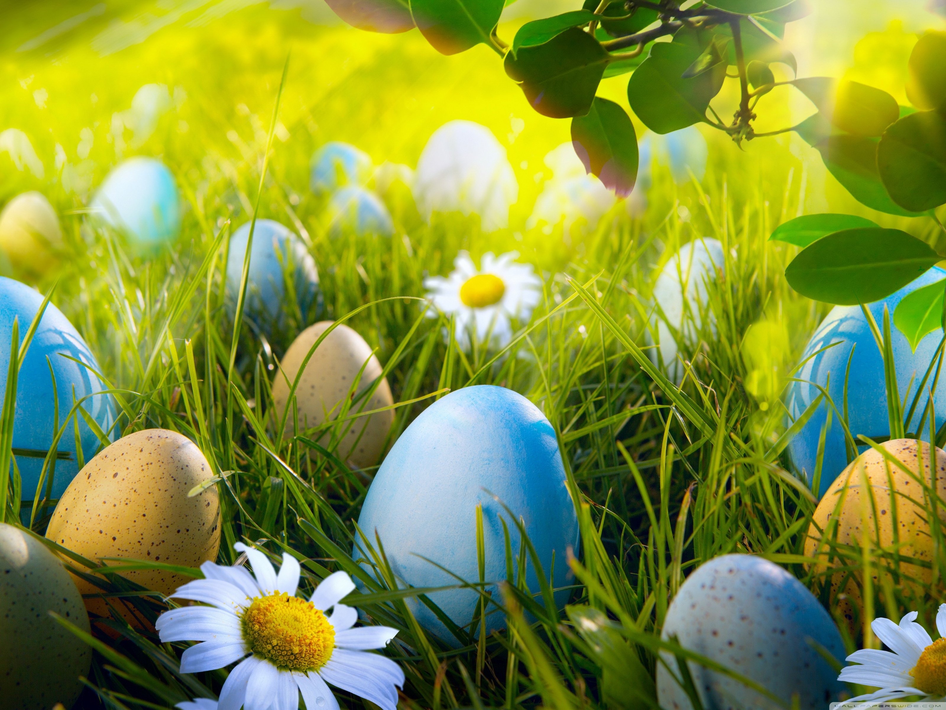 Easter Egg Hunt Ultra HD Desktop Background Wallpaper for 4K UHD TV, Tablet