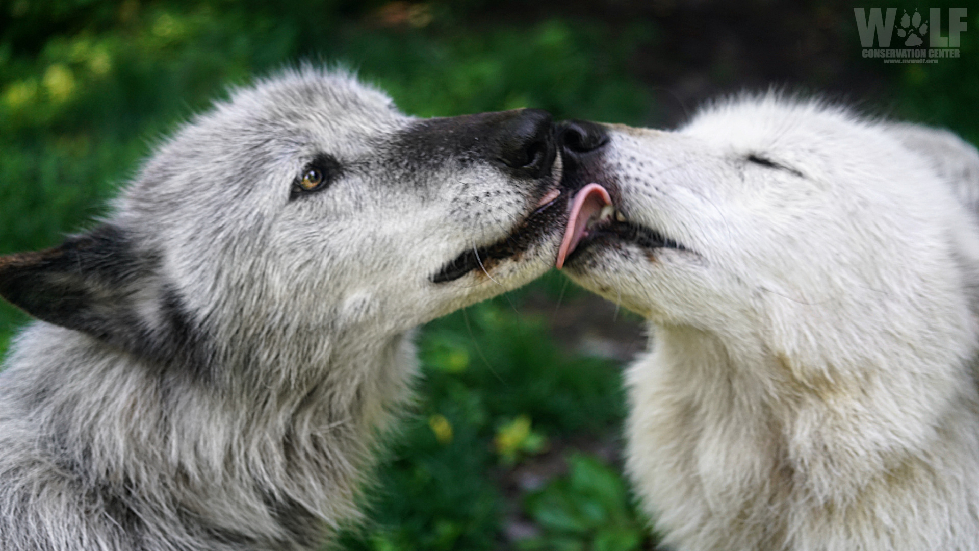 Wolves Kissing Wallpapers - Wallpaper Cave