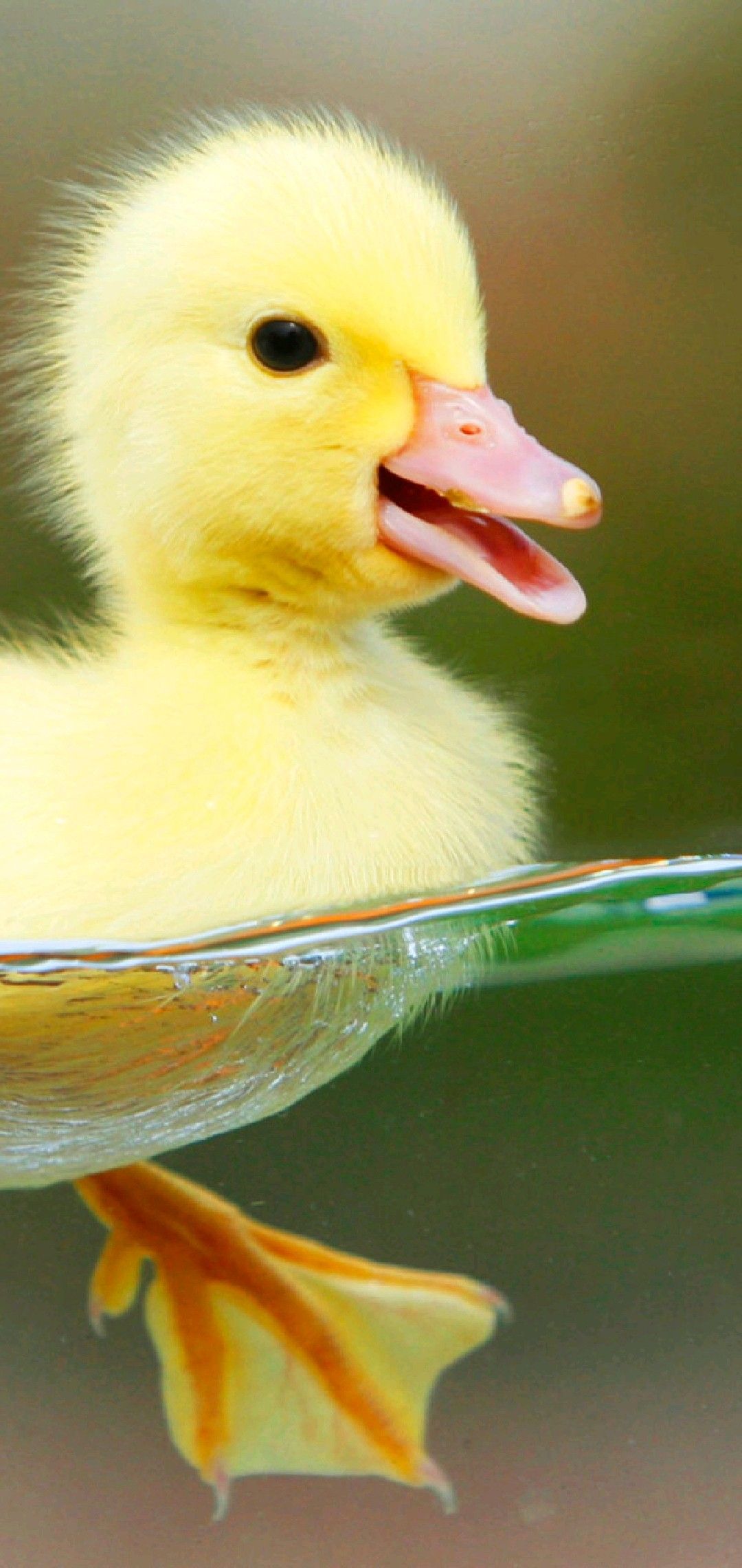 All Birds Wallpaper ideas. birds, all birds, pet birds