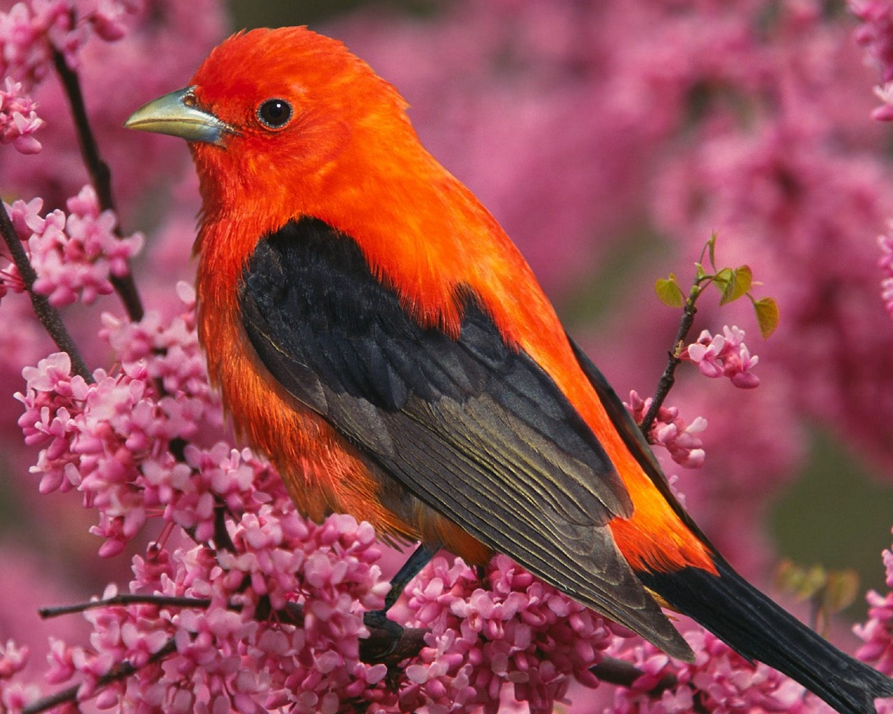 Beautiful Birds Wallpaper. Nice Pics Gallery