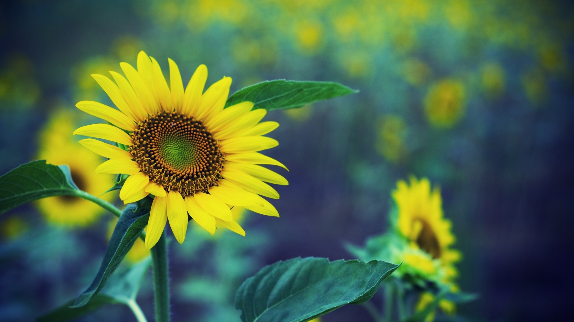 Spring Sunflower Background