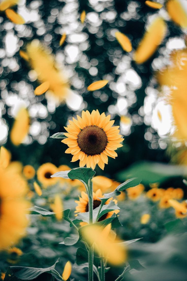 sunflowers. Latar belakang fotografi, Fotografi alam, Ilustrasi alam
