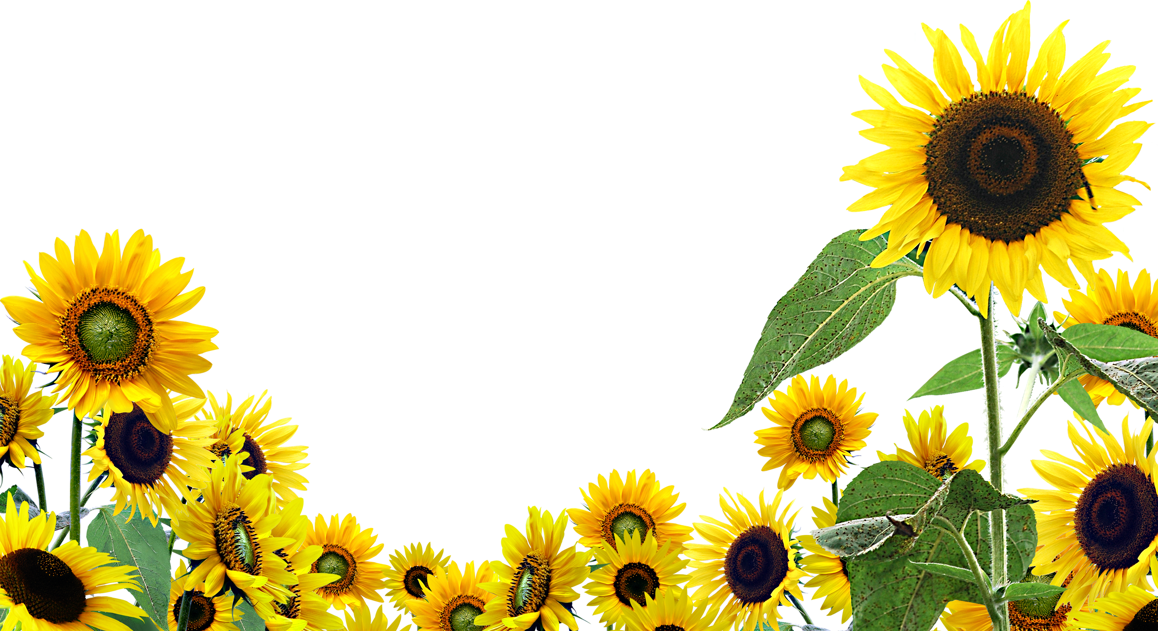 Desktop Wallpaper Common Sunflower Clip Art Background Sunflower Clipart Wallpaper & Background Download