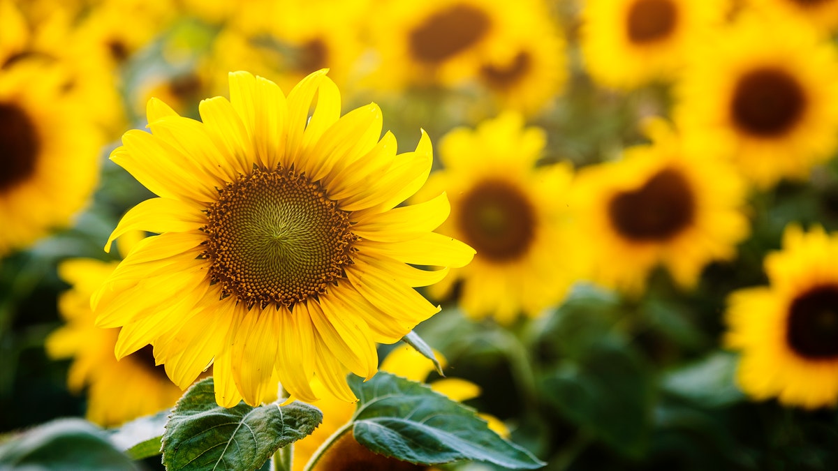 Sunflower desktop wallpaper spring background