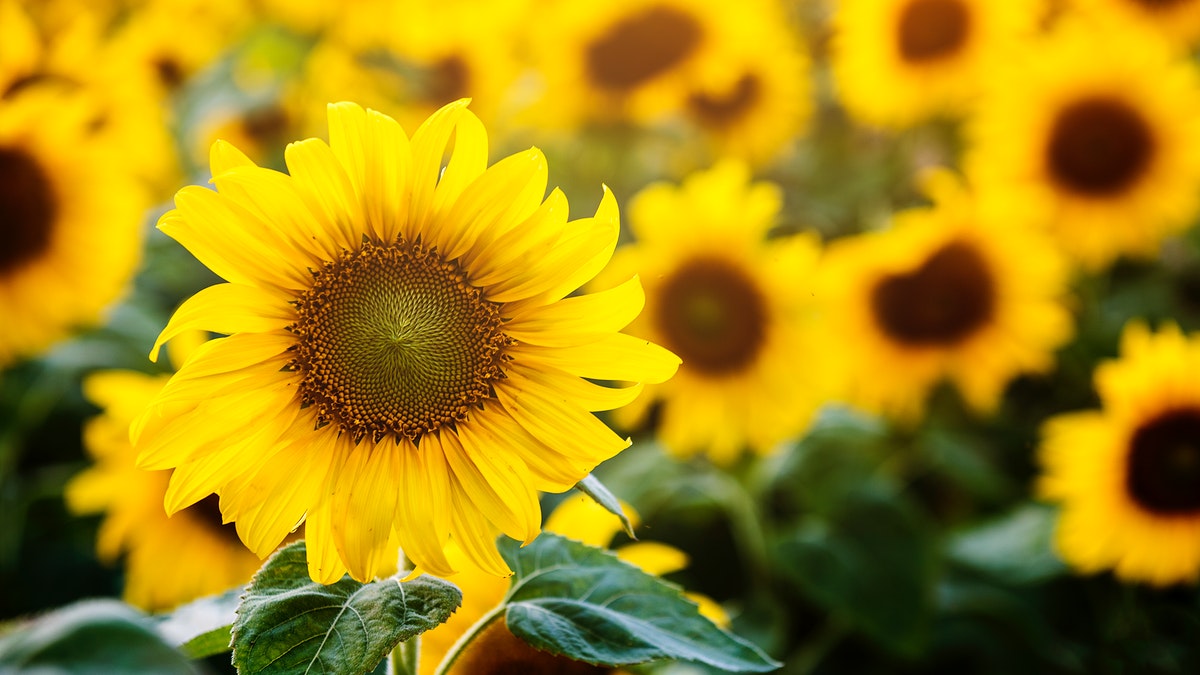 Spring Sunflower Wallpapers - Wallpaper Cave