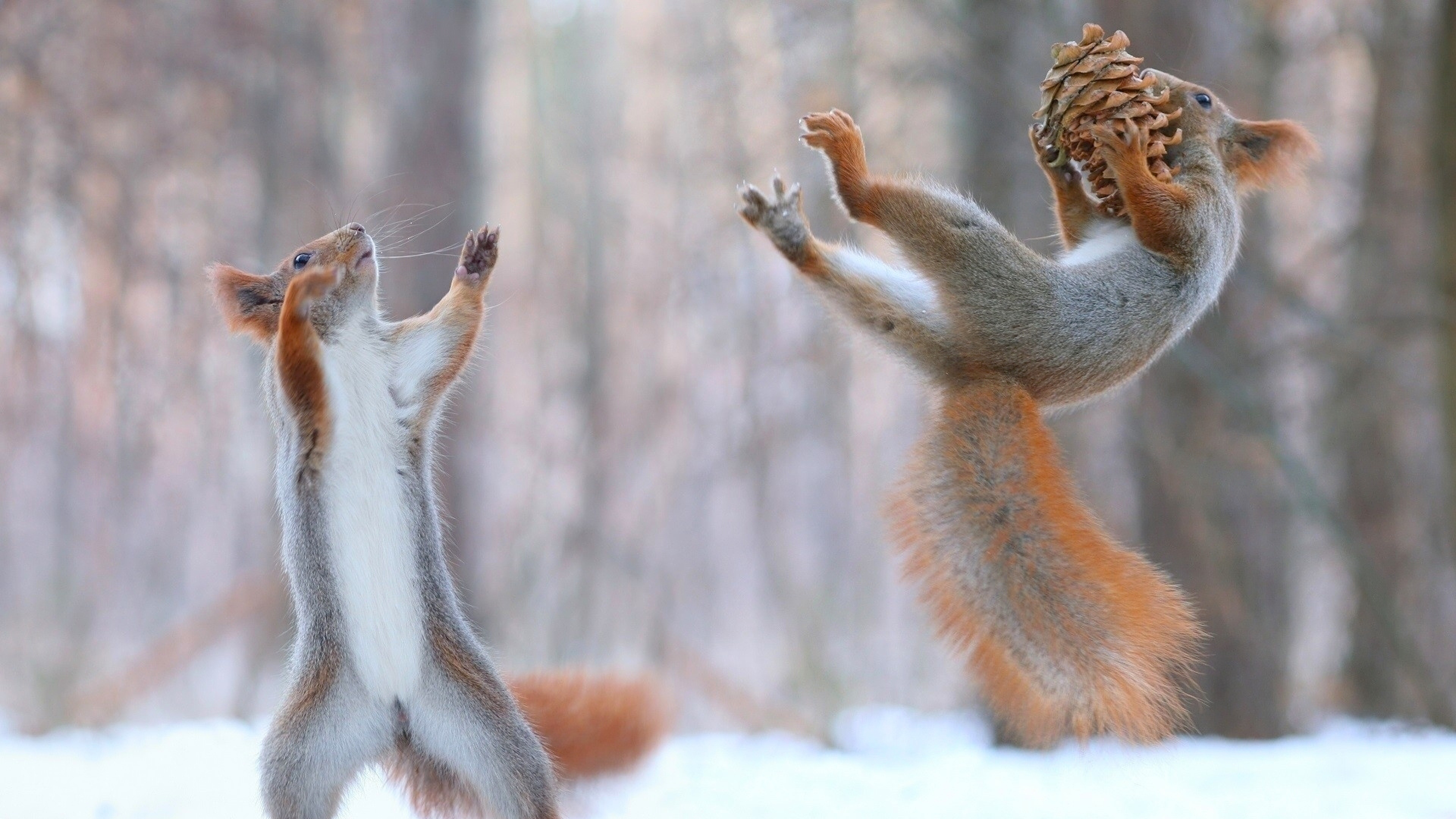 Squirrels Having Fun In Snow, HD Funny, 4k Wallpaper, Image, Background, Photo and Picture