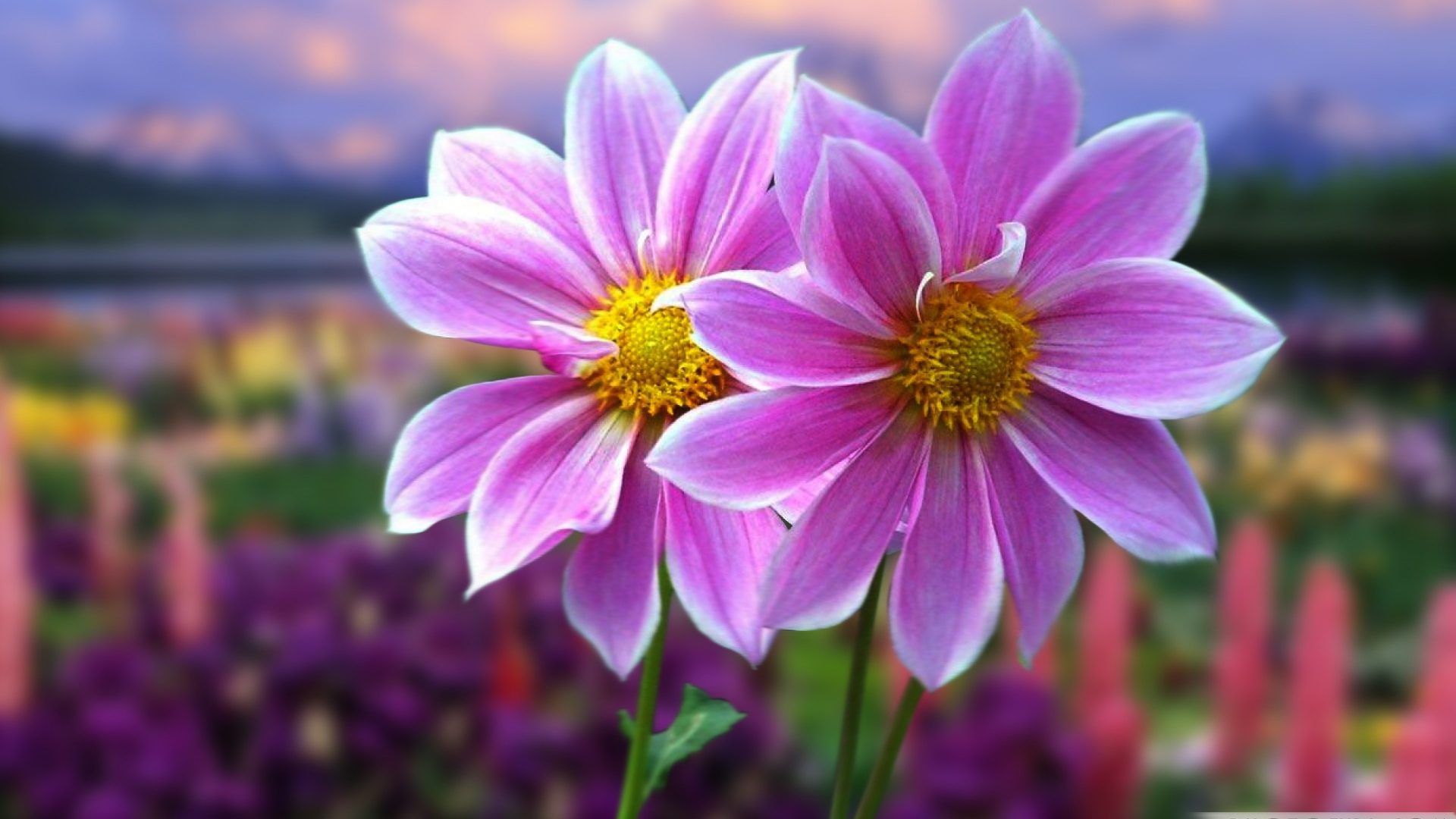 Most Beautiful Flowers Wallpaper