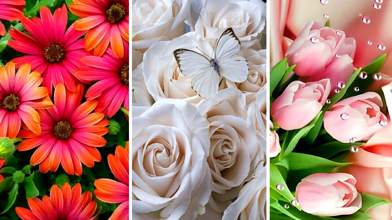 Beautiful Flower Wallpaper For Mobile. Mobile Wallpaper