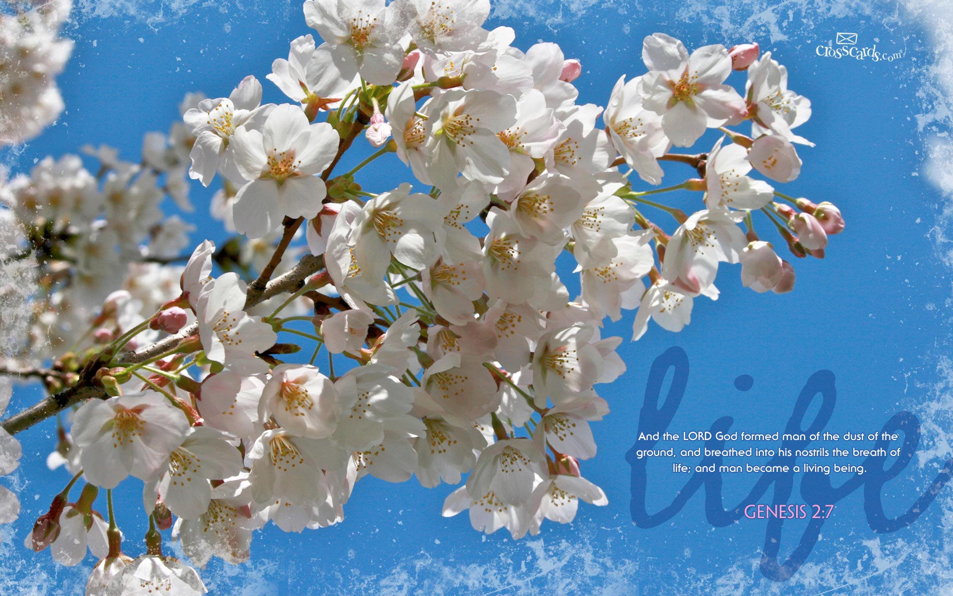 memory verse wallpaper, flower, blossom, spring, plant, cherry blossom, branch, tree, petal, fire cherry, flowering plant