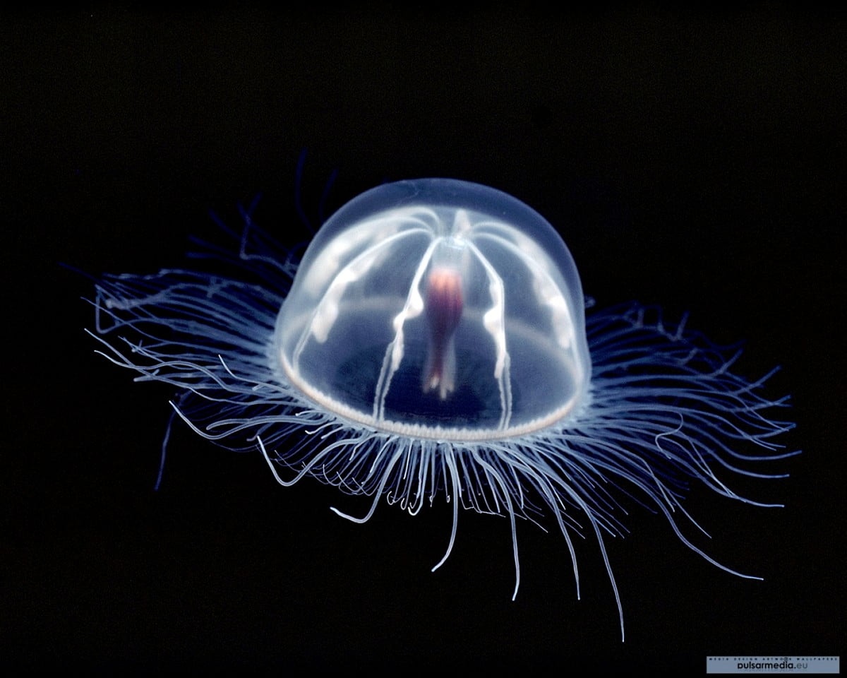 Wallpaper Ocean Life, Animals, Jellyfish. Free TOP background