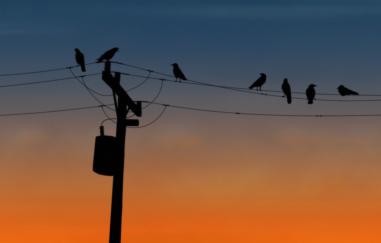 Wallpaper birds, wire, post image for desktop, section животные