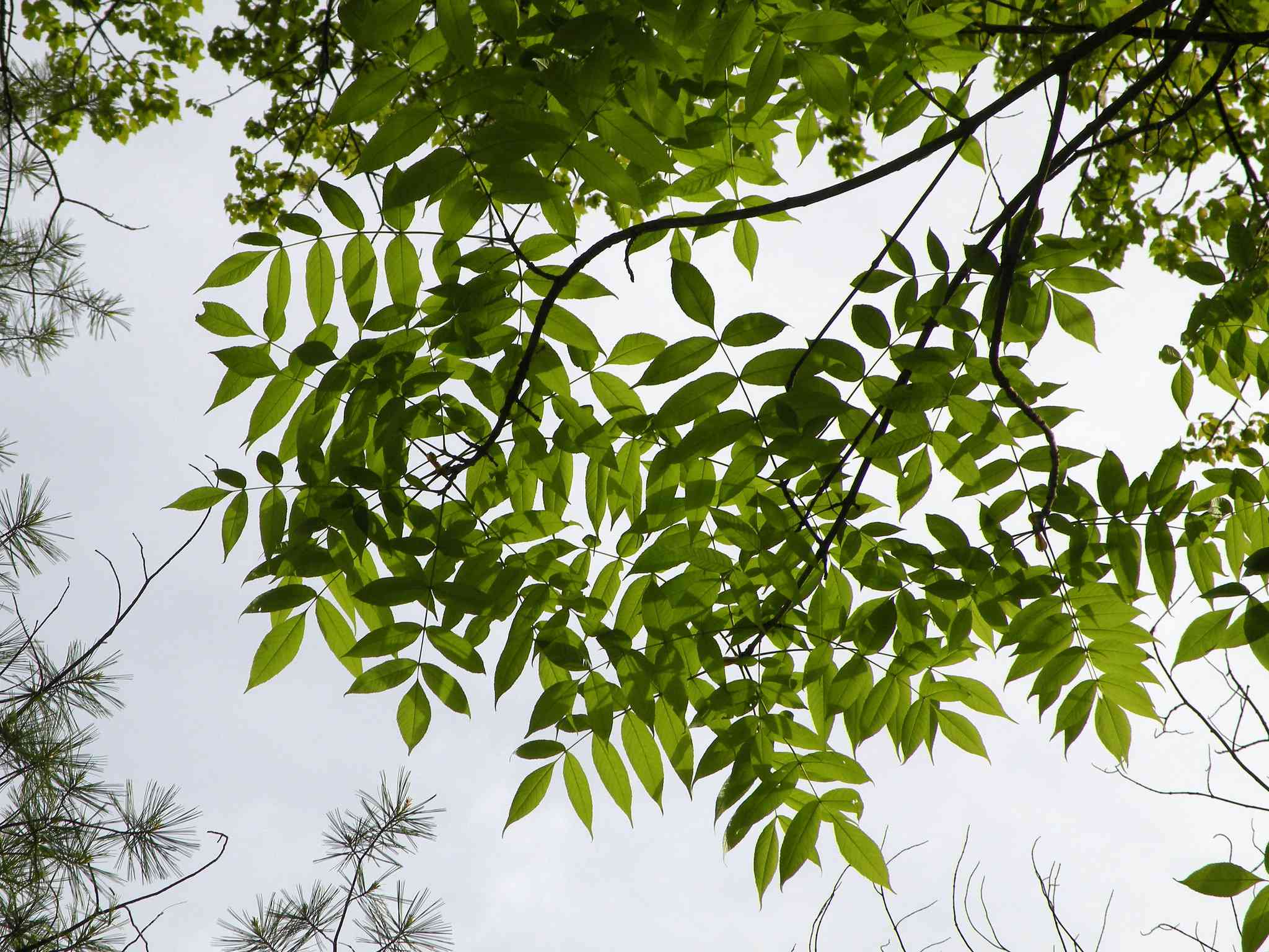 Species of Ash Trees