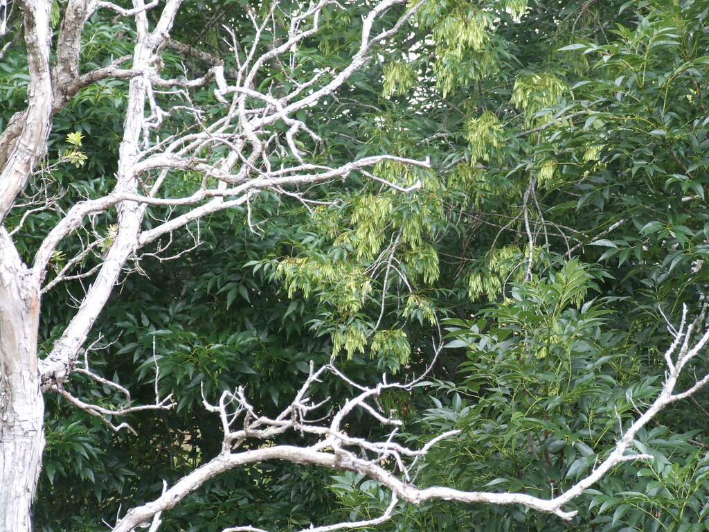 Fraxinus uhdei leaves and seeds. Tropical ash, also known a