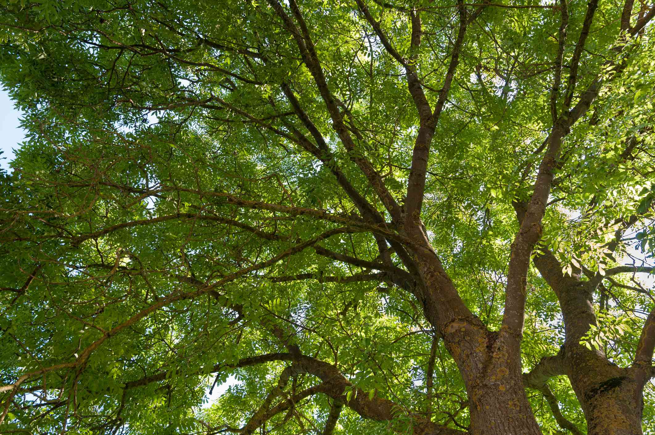 Mexican Ash Tree Wallpapers Wallpaper Cave